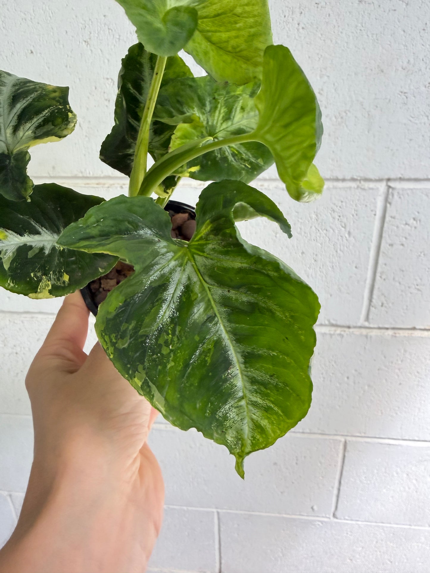 Syngonium Scrambled Eggs
