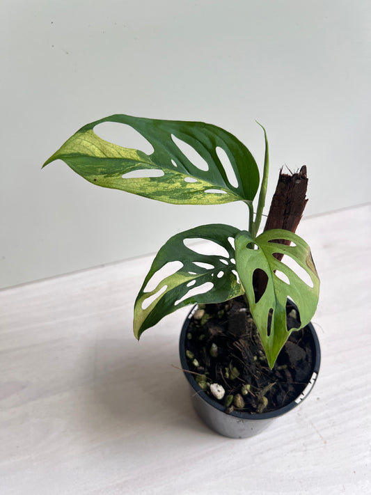 Monstera Adansonii Variegated