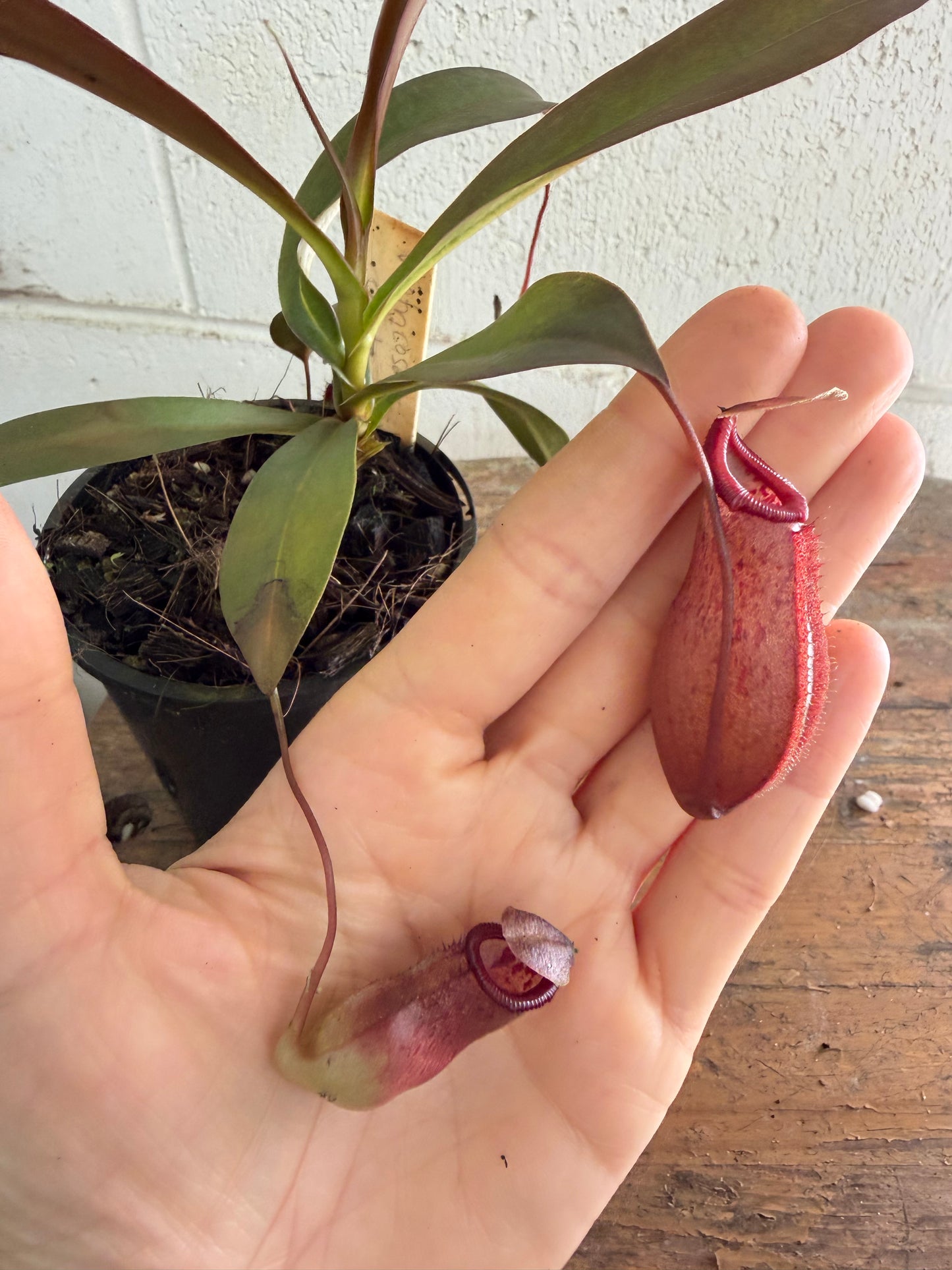 Nepenthes Ventricosa x Ovata