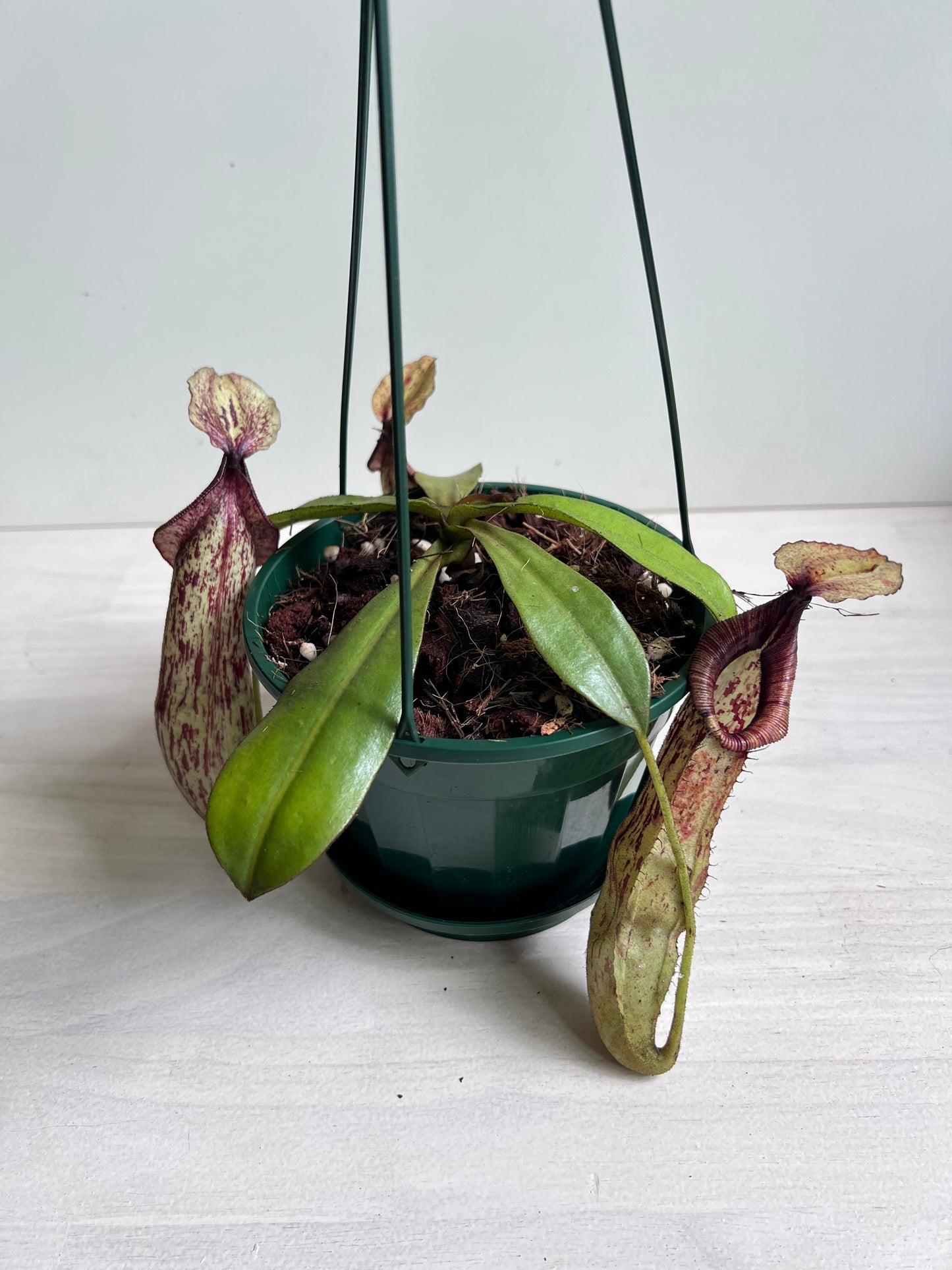 Nepenthes Dyeriana