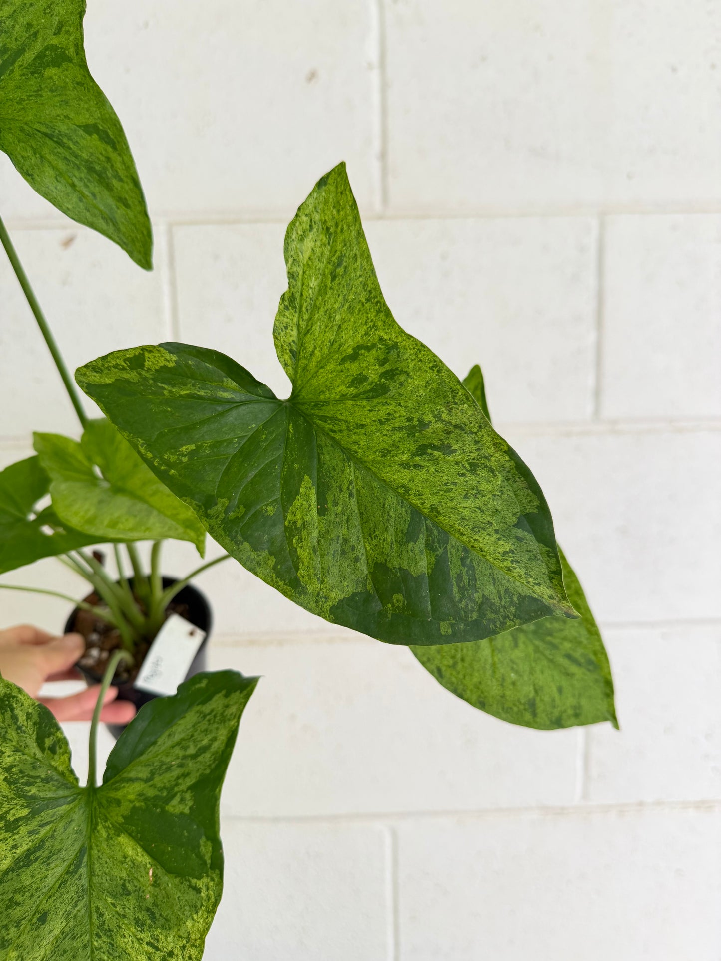 Syngonium Mojito