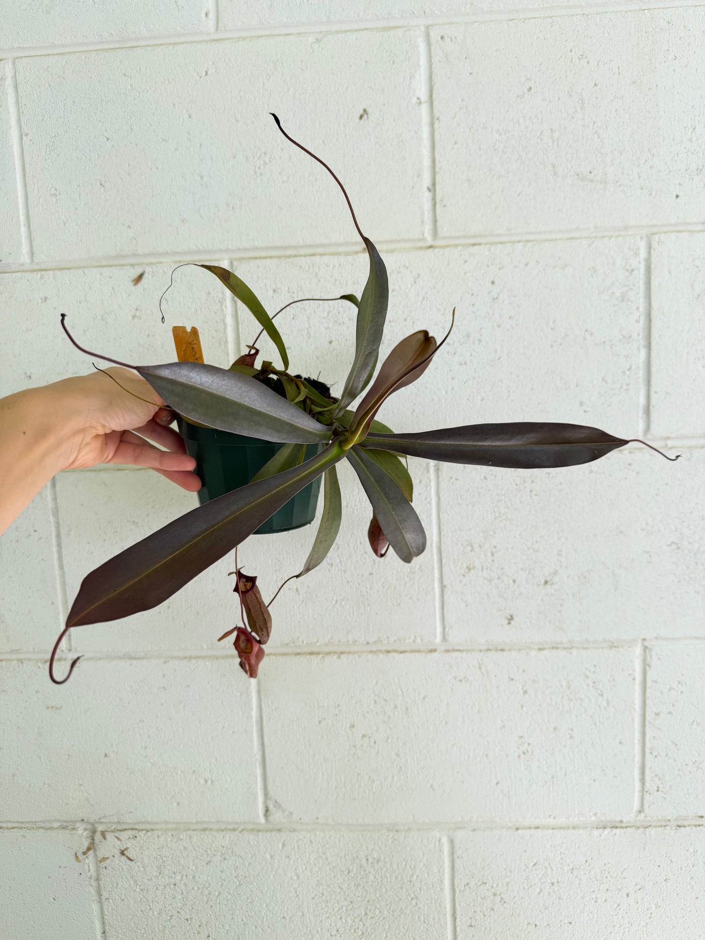 Nepenthes Ventricosa x Ovata