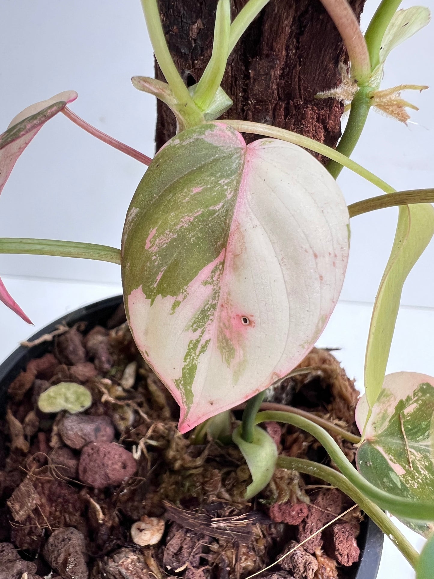 Philodendron Micans, variegated