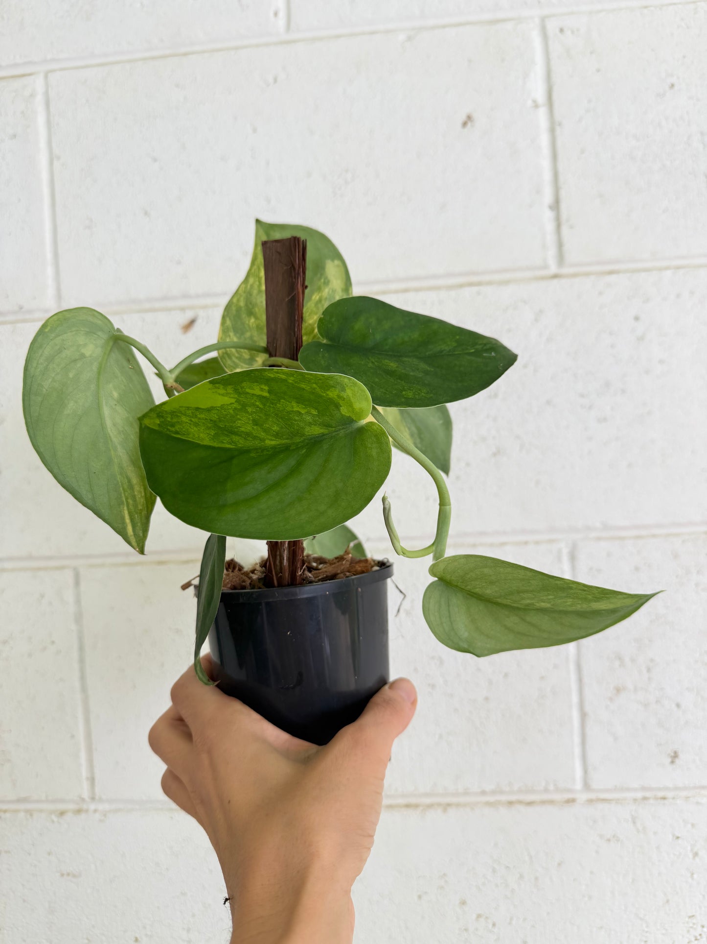Scindapsus Jade Aurea