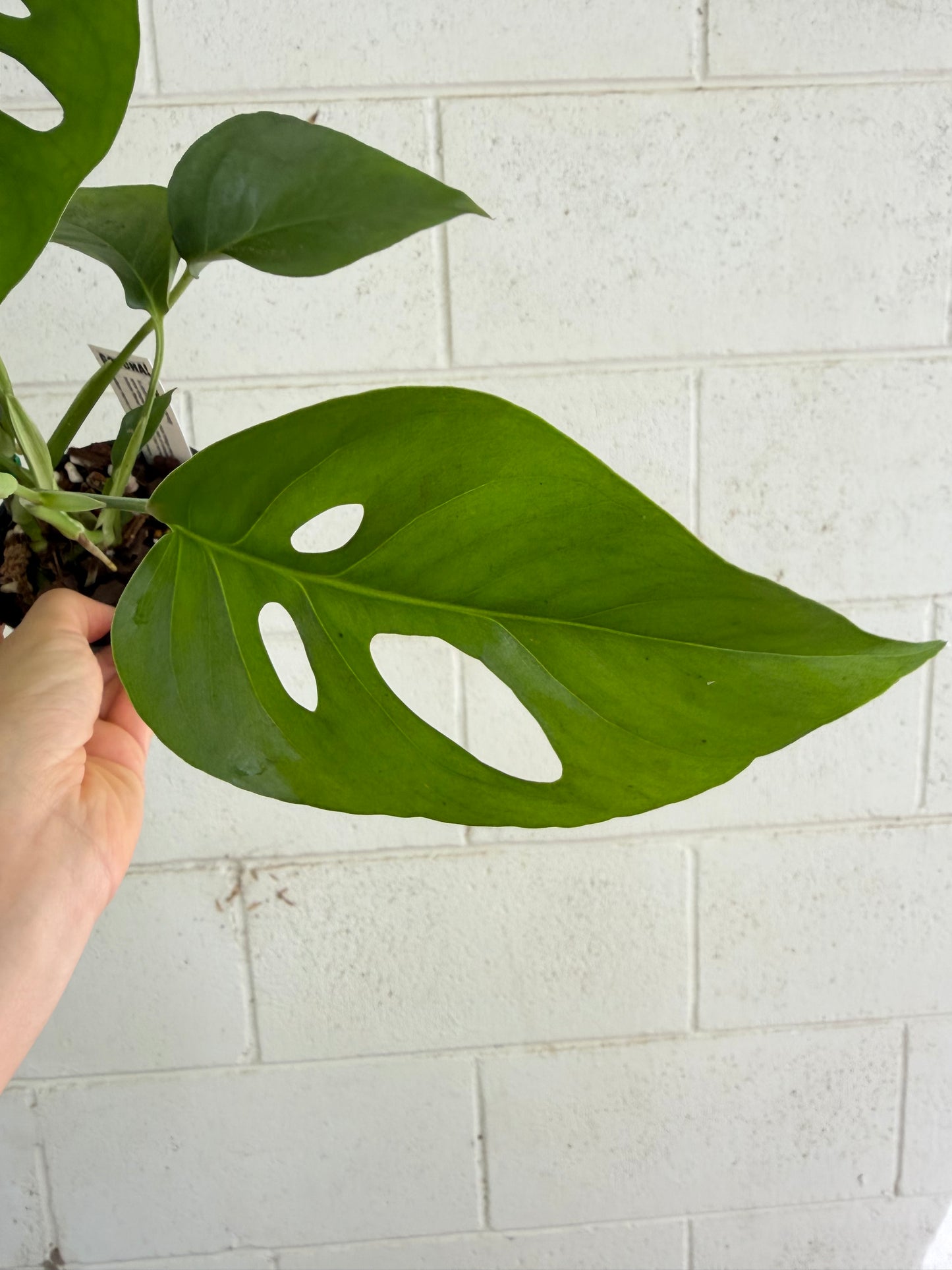 Monstera Uno (the viral hybrid by Odd Spot Plants)