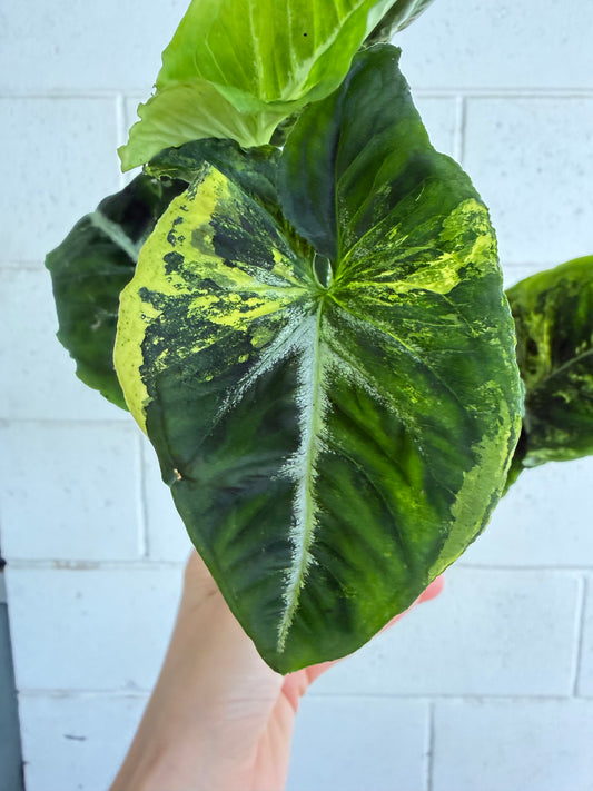 Syngonium Scrambled Eggs