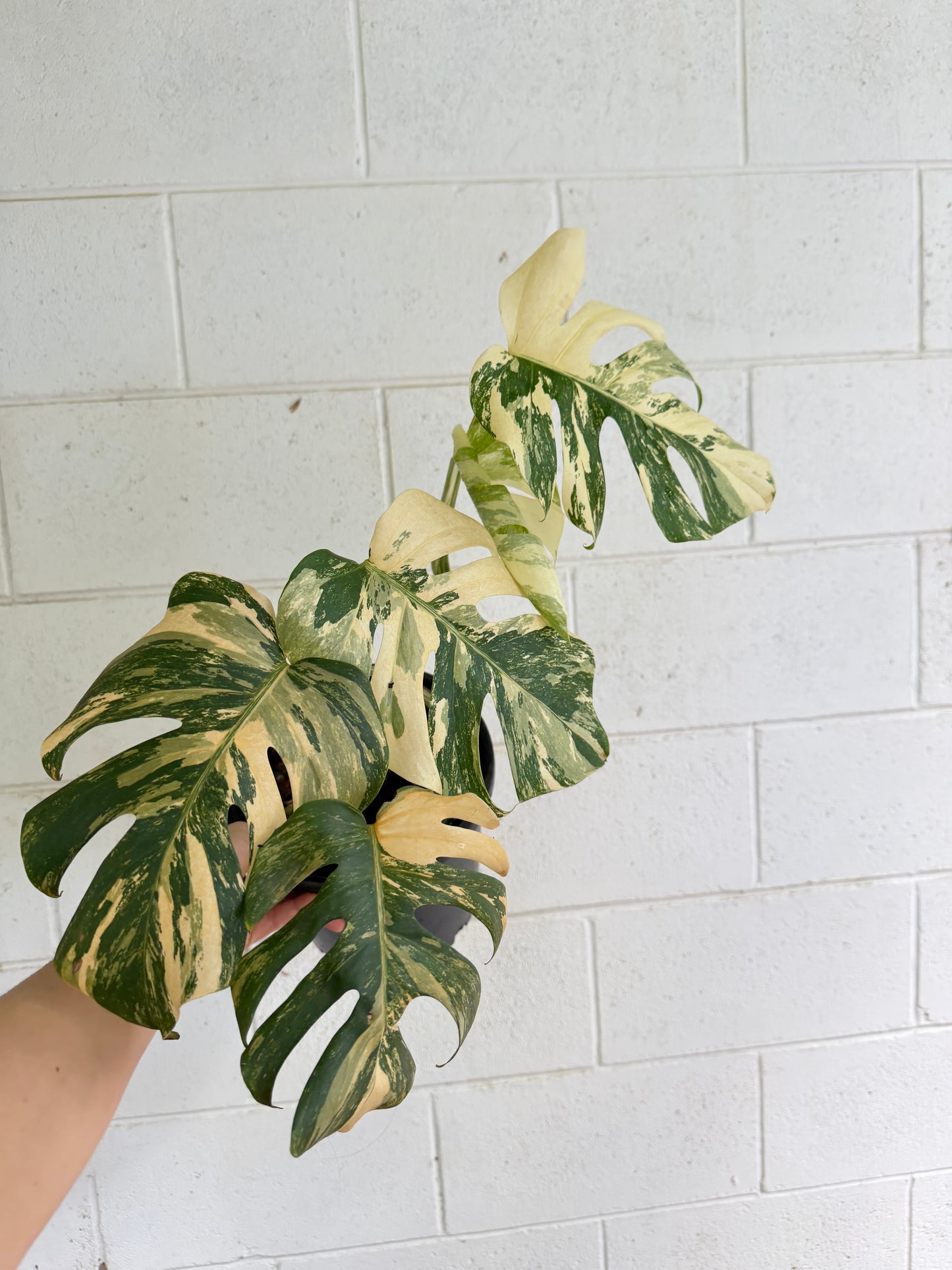 Monstera Borsigiana Variegated - Small-Medium & highly variegated