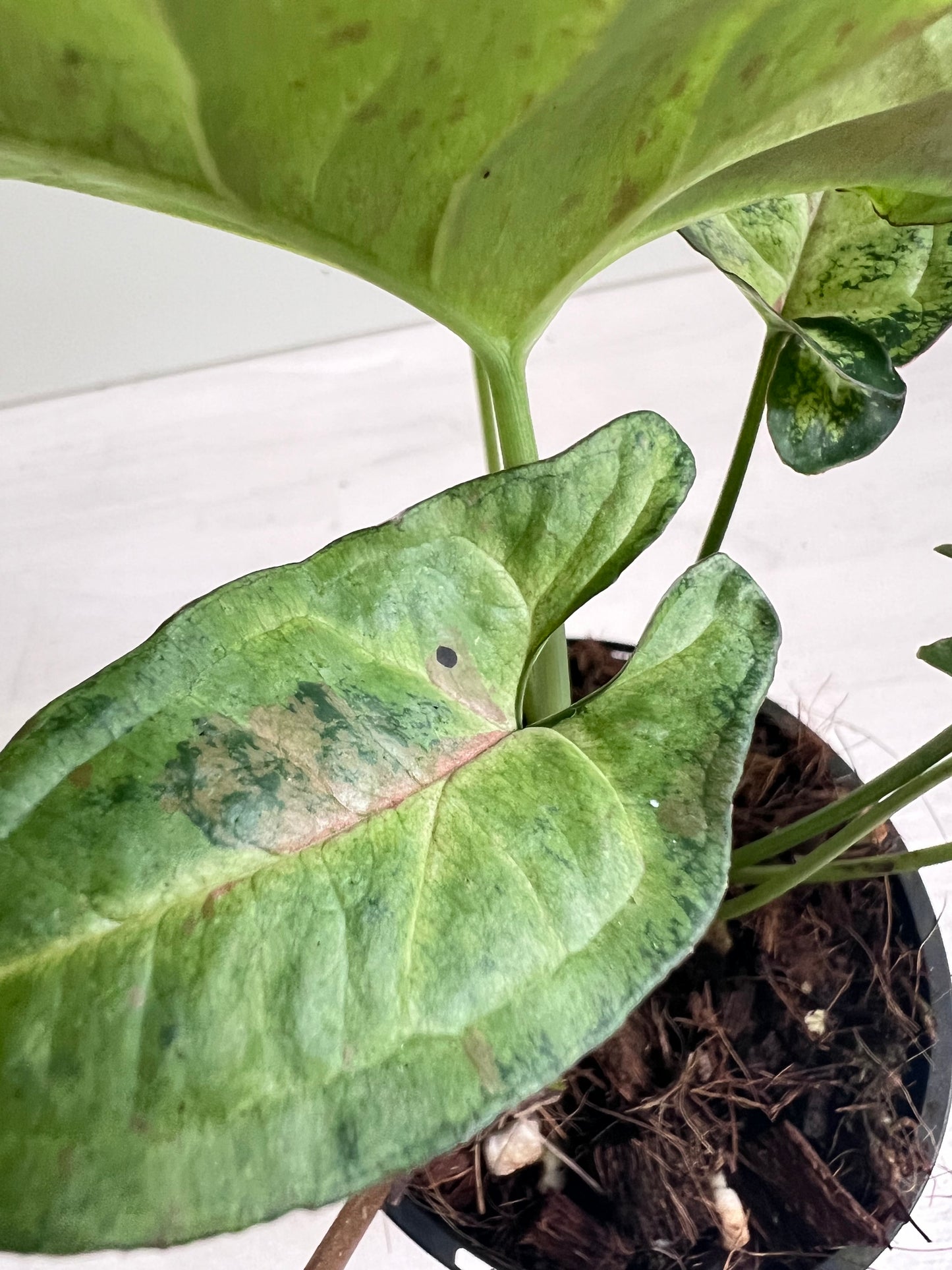 Syngonium Confetti Tricolour