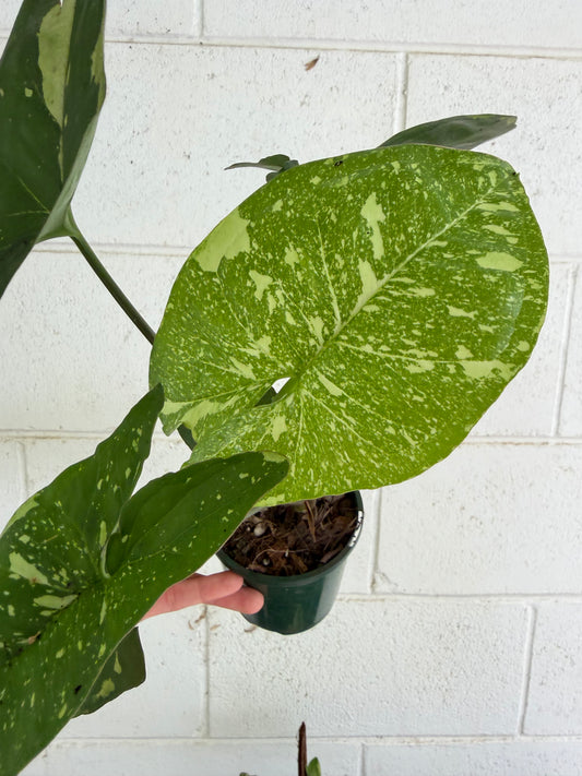 Syngonium Panda