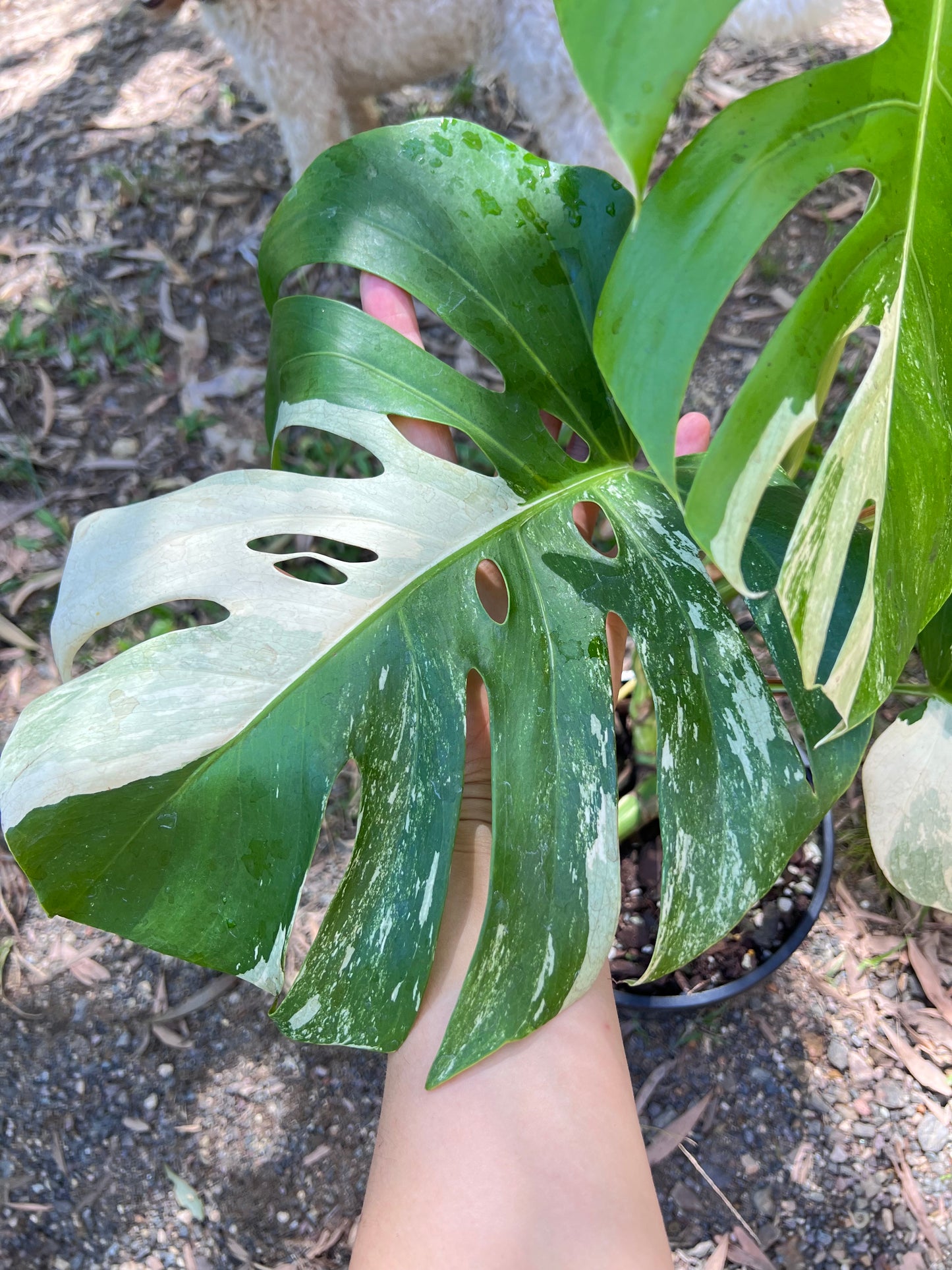 Monstera Borsigiana Albo E