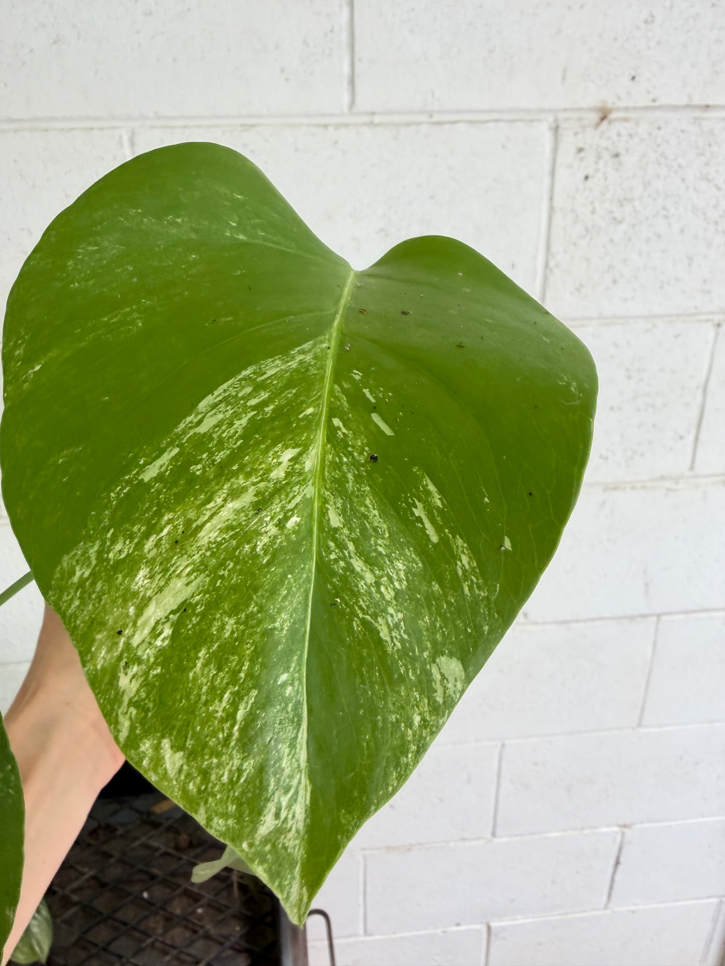 Monstera Borsigiana Variegated