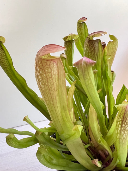 Sarracenia species, tall form