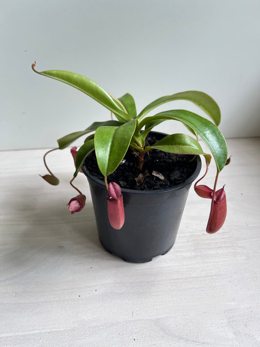 Nepenthes Bloody Mary