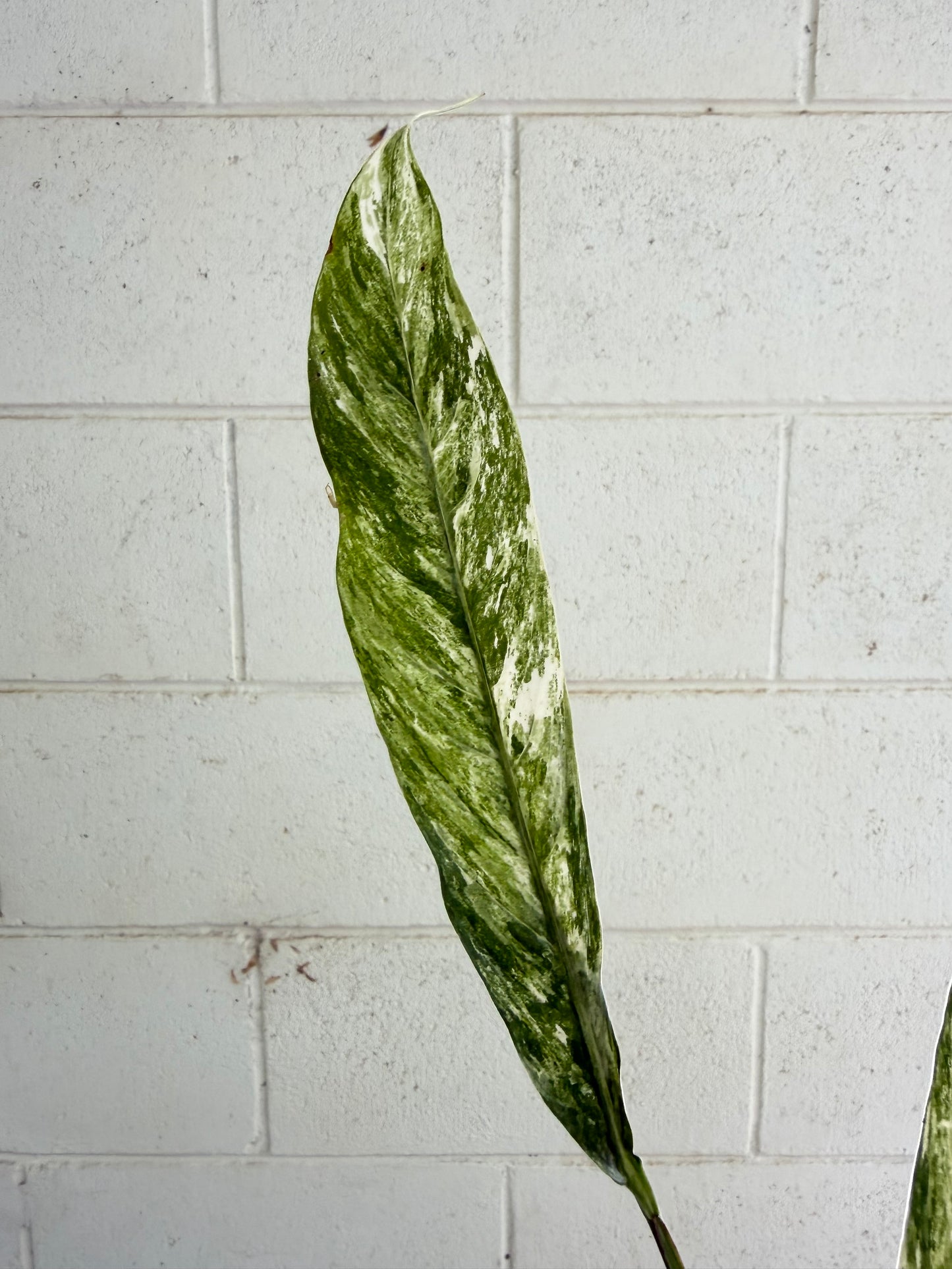 Rhaphidophora Megasperma