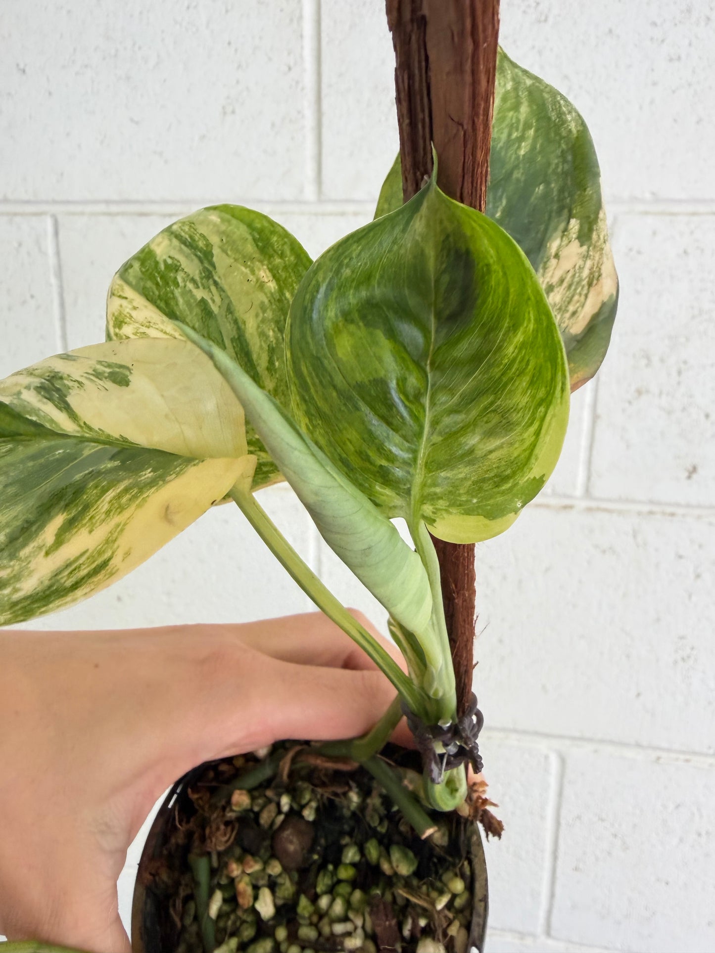 Scindapsus Rubicon variegated