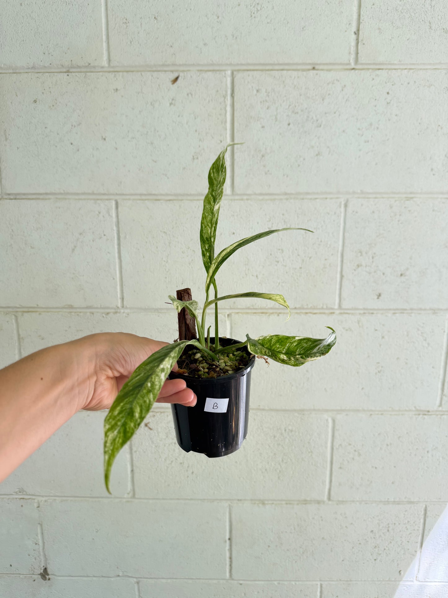 Rhaphidophora Megasperma