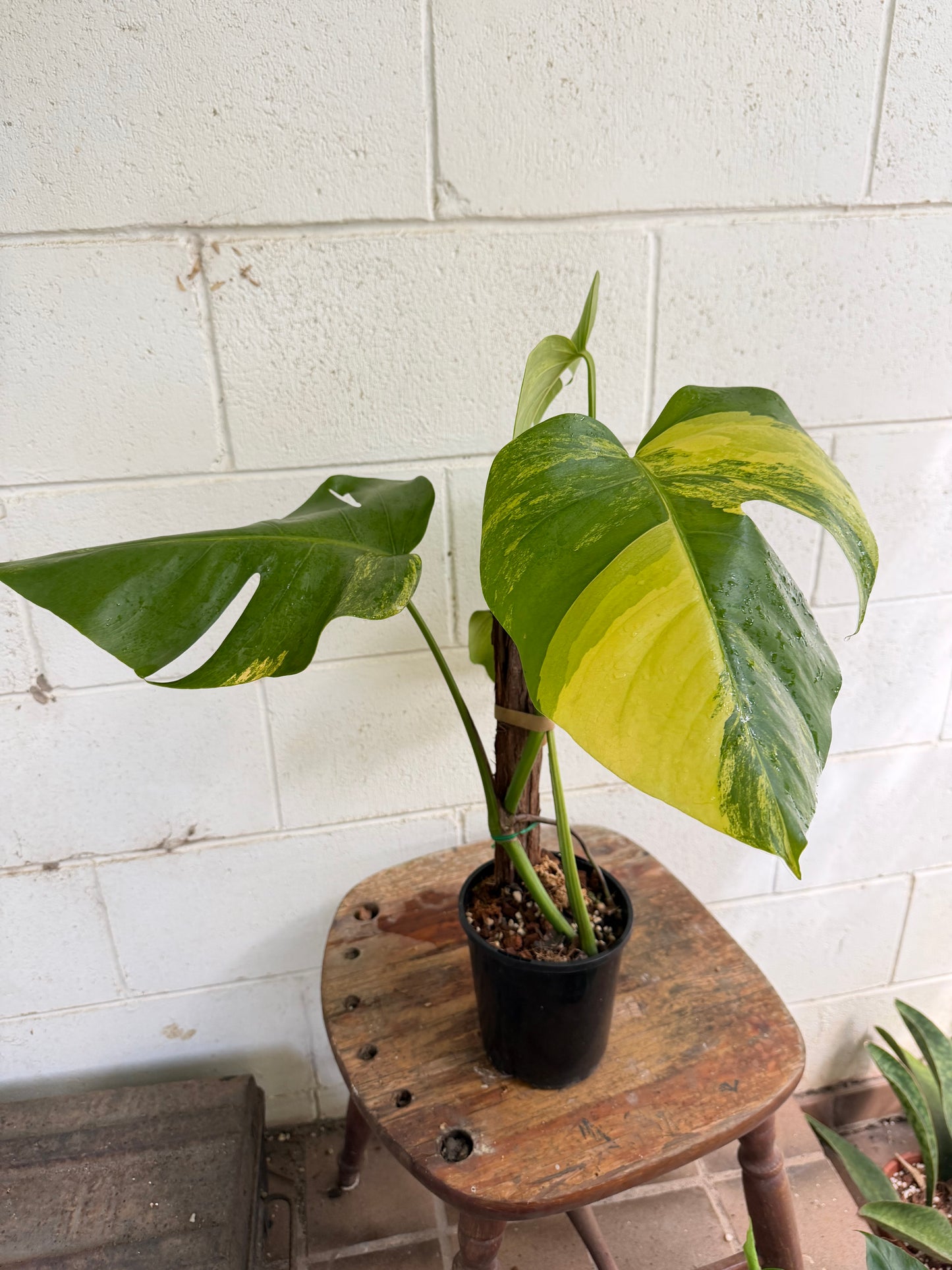 Monstera Borsigiana Aurea Variegated