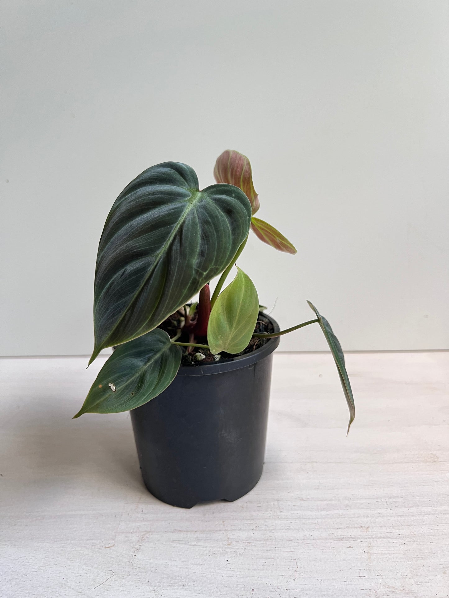 Philodendron Rubrijuvenile 'El Choco Red'