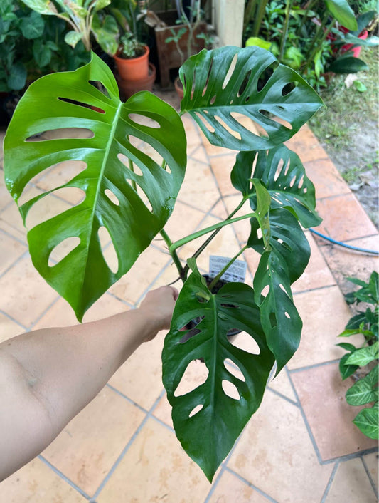 Monstera Uno (the viral hybrid by Odd Spot Plants)