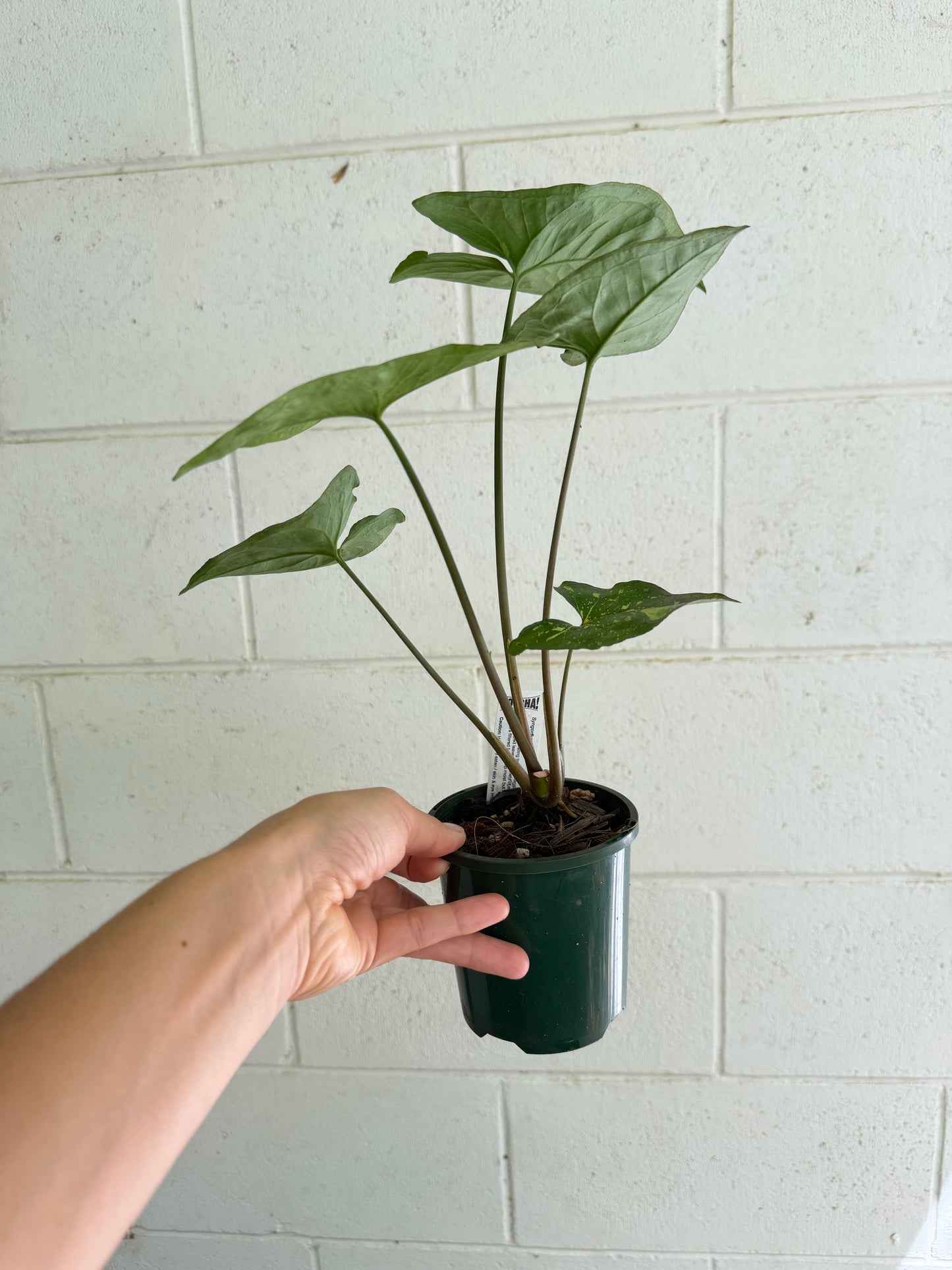Syngonium Panda highly variegated. Houseplant & Indoor Plant Gifts Australia