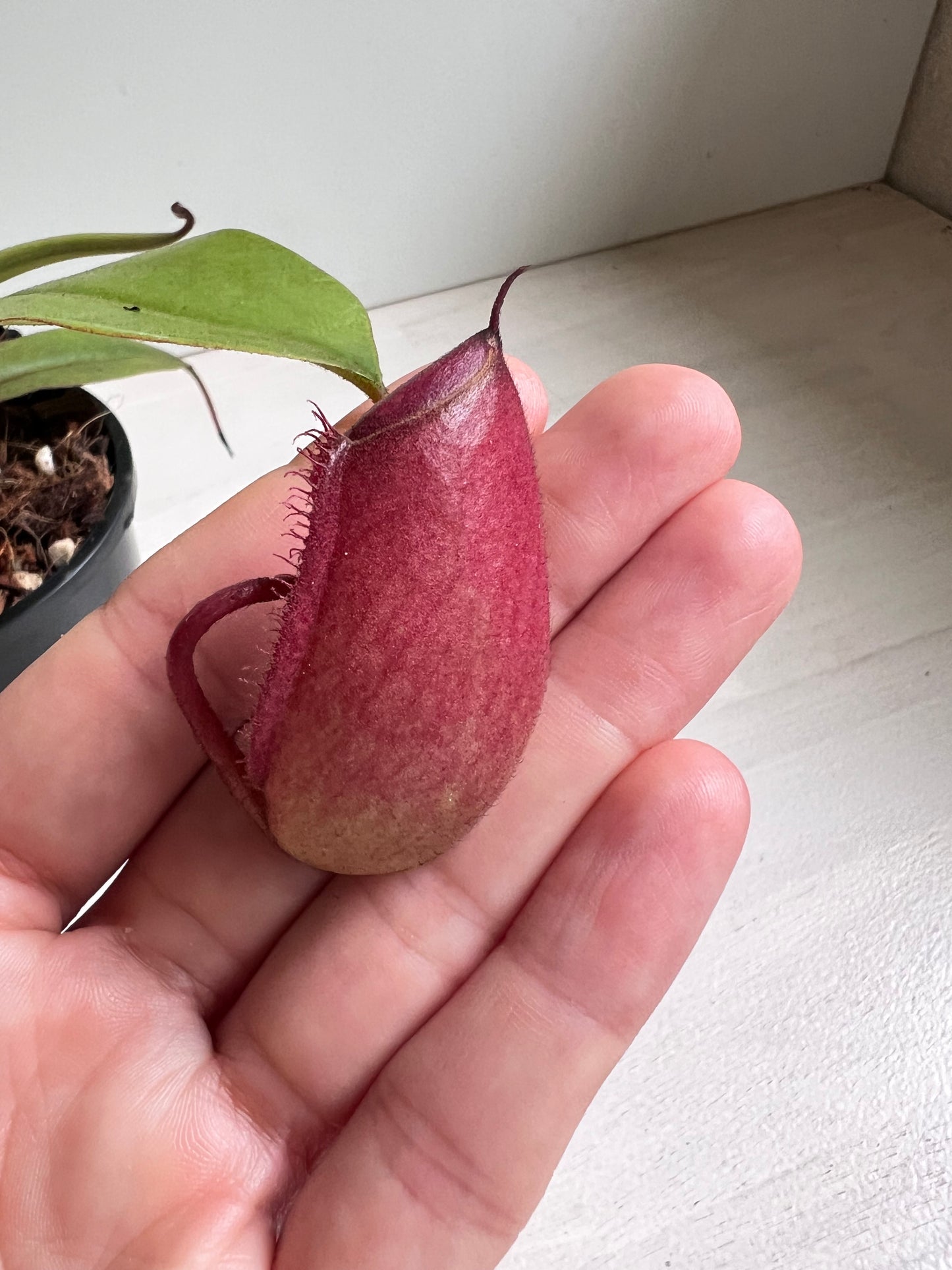 Nepenthes Bloody Mary 100mm