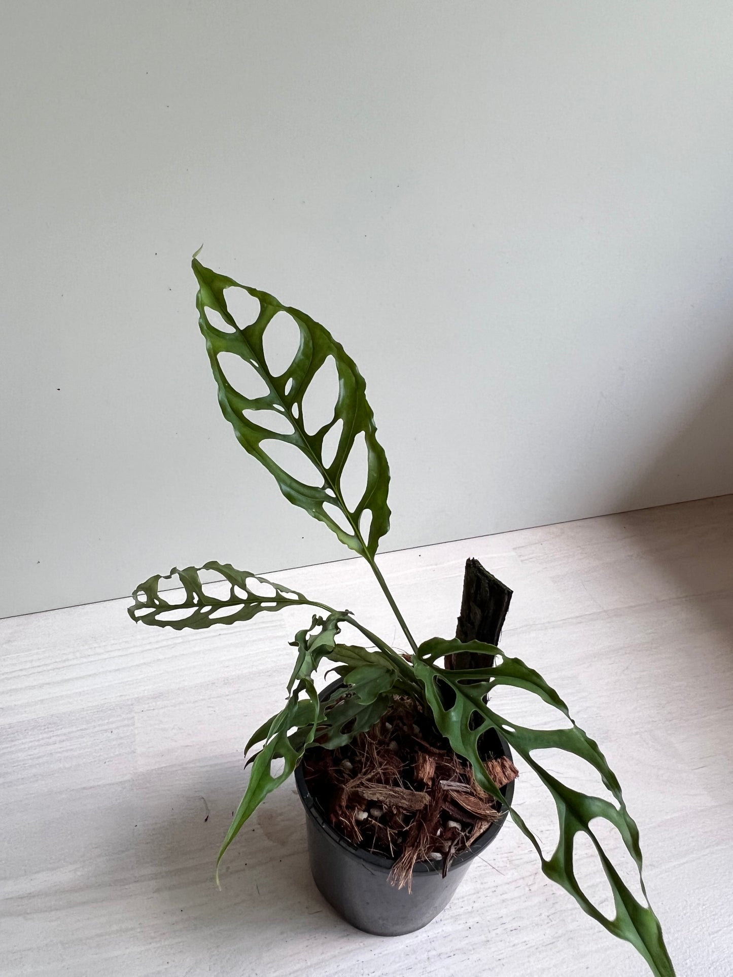 Monstera Obliqua ‘Peru’