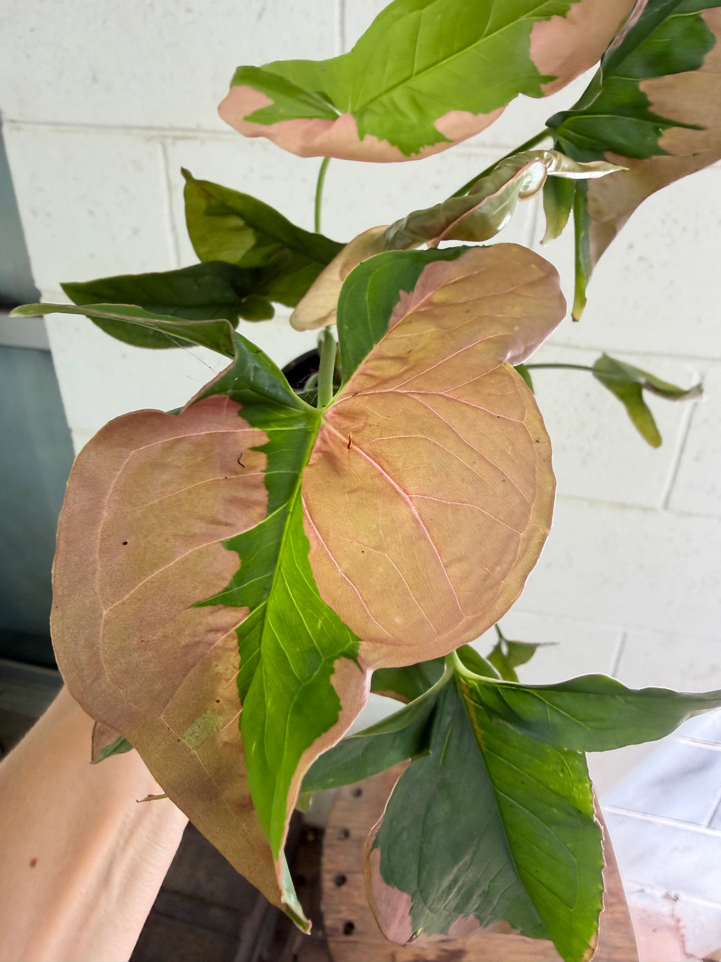 Syngonium Pink Beauty