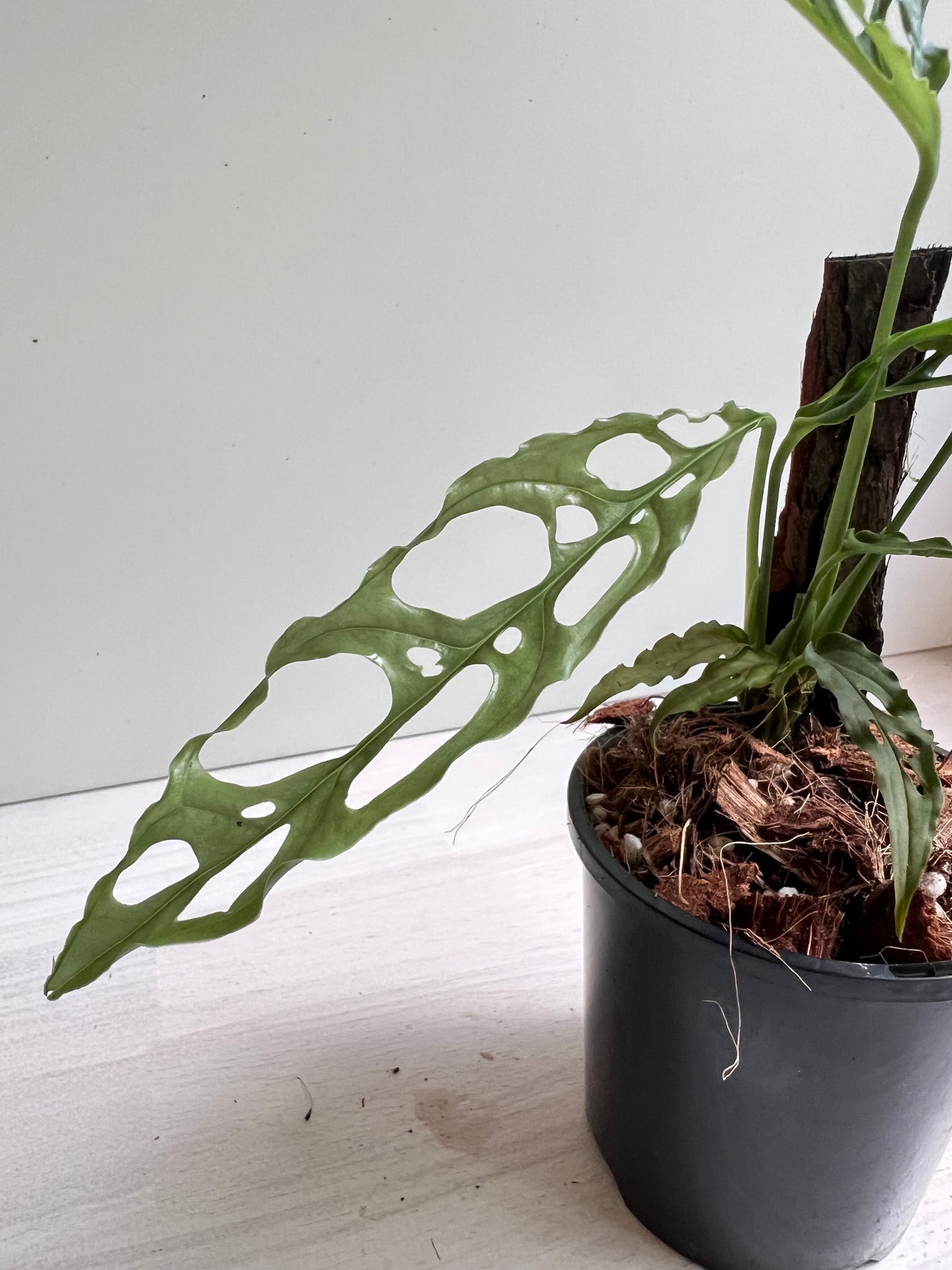 Monstera Obliqua ‘Peru’