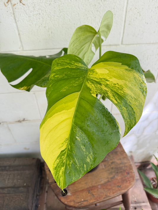 Monstera Borsigiana Aurea Variegated