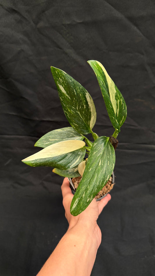 Monstera Standleyana Variegated
