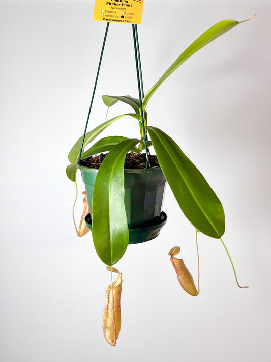 Nepenthes 'Linda' (Pitcher Plant 'Linda'), 140mm
