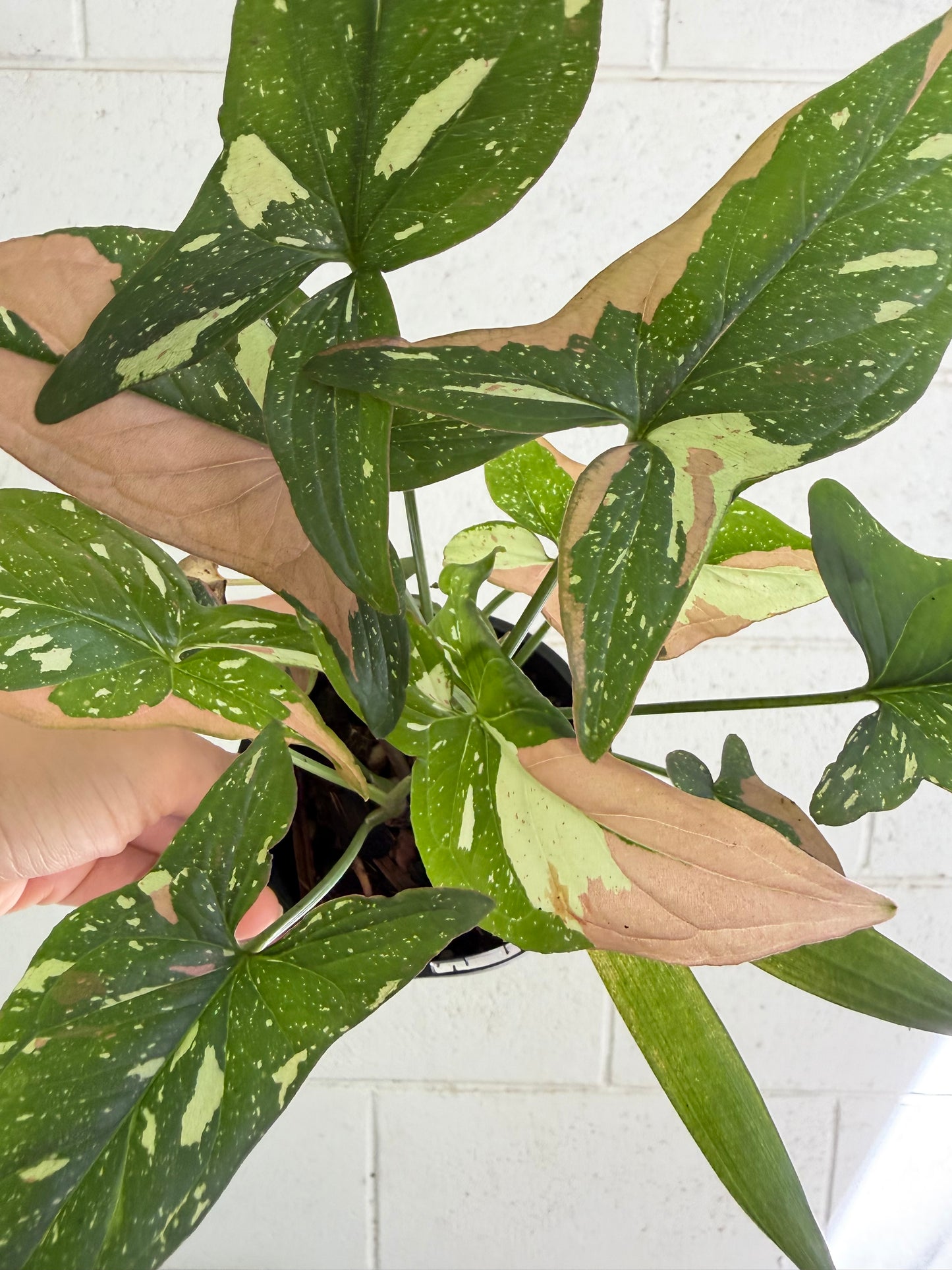 Syngonium Red Spot Tricolor. Houseplant & Indoor Plant Gifts Australia