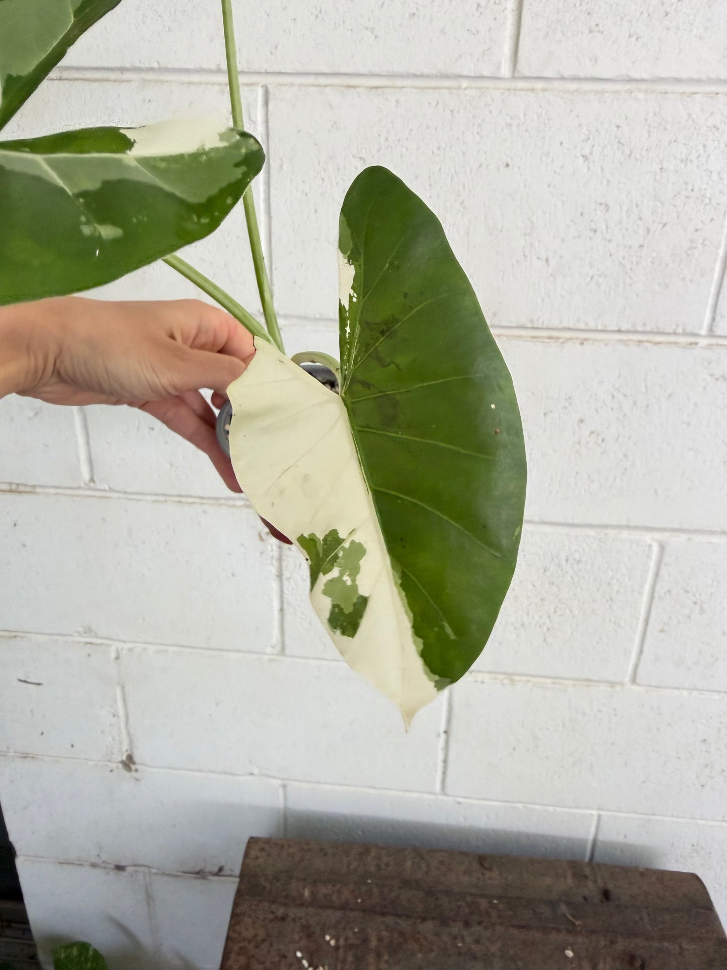 Alocasia macrorrhizos 'Variegata' Giant Elephant Ear