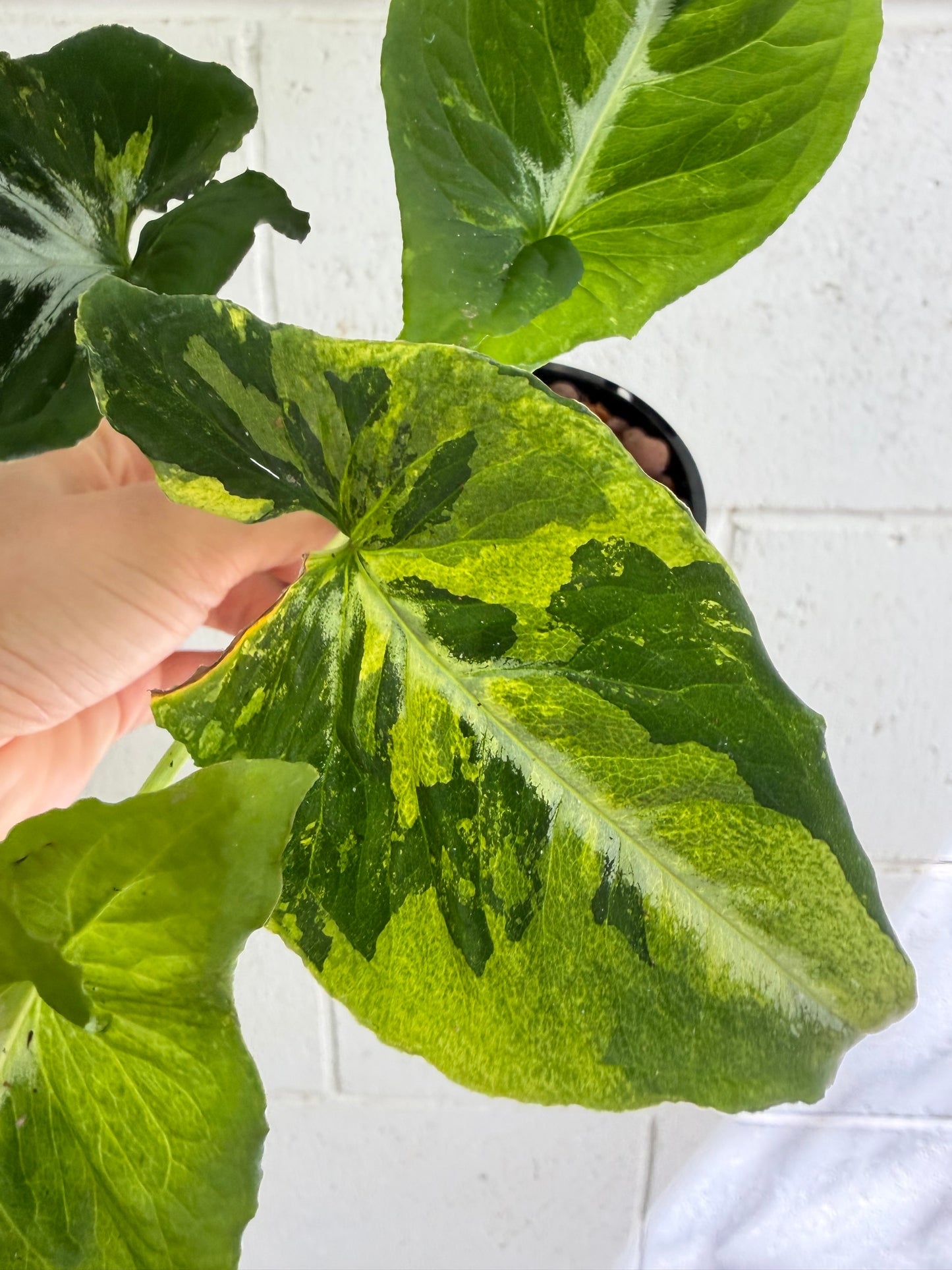 Syngonium Scrambled Eggs