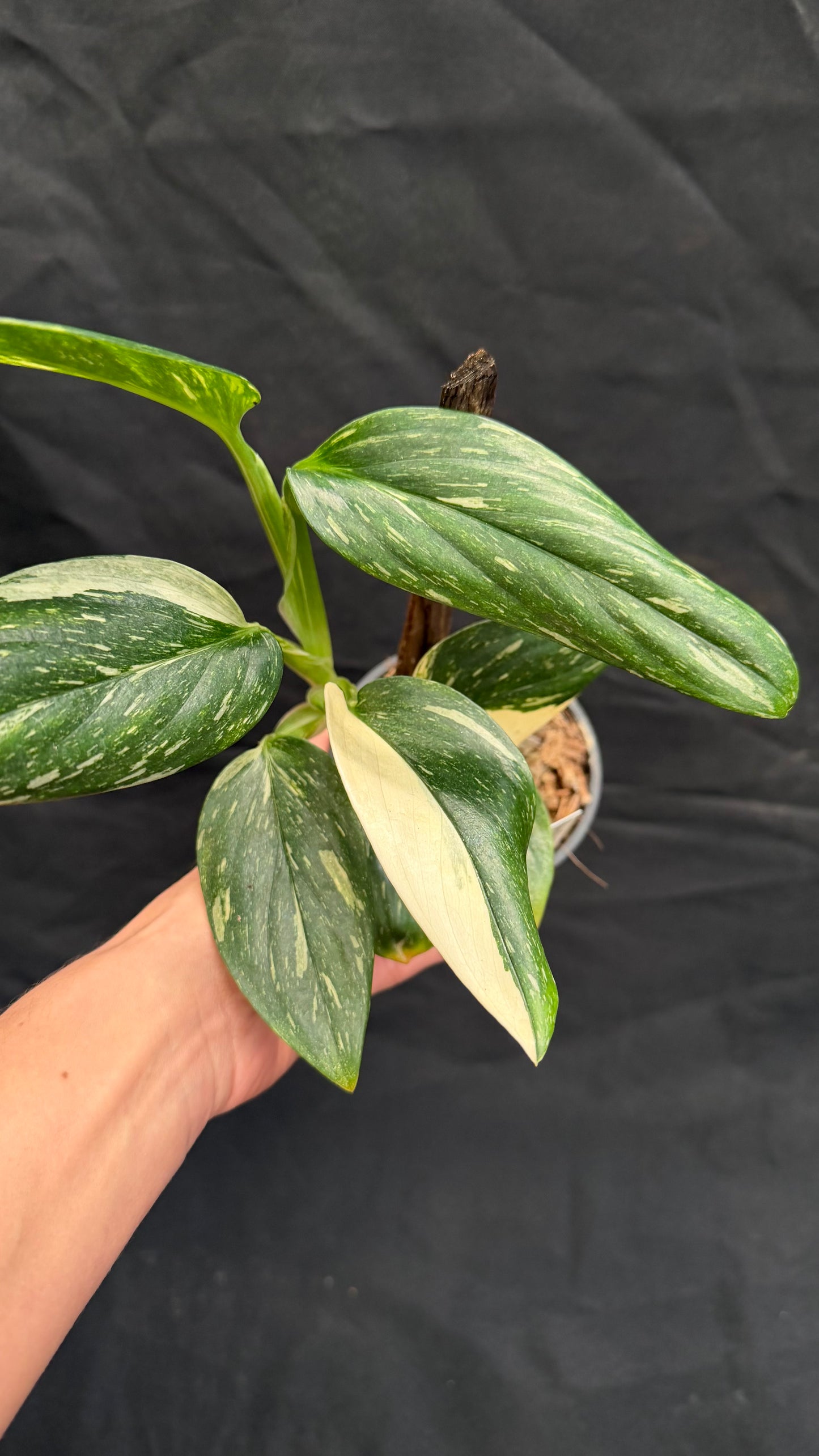 Monstera Standleyana Variegated