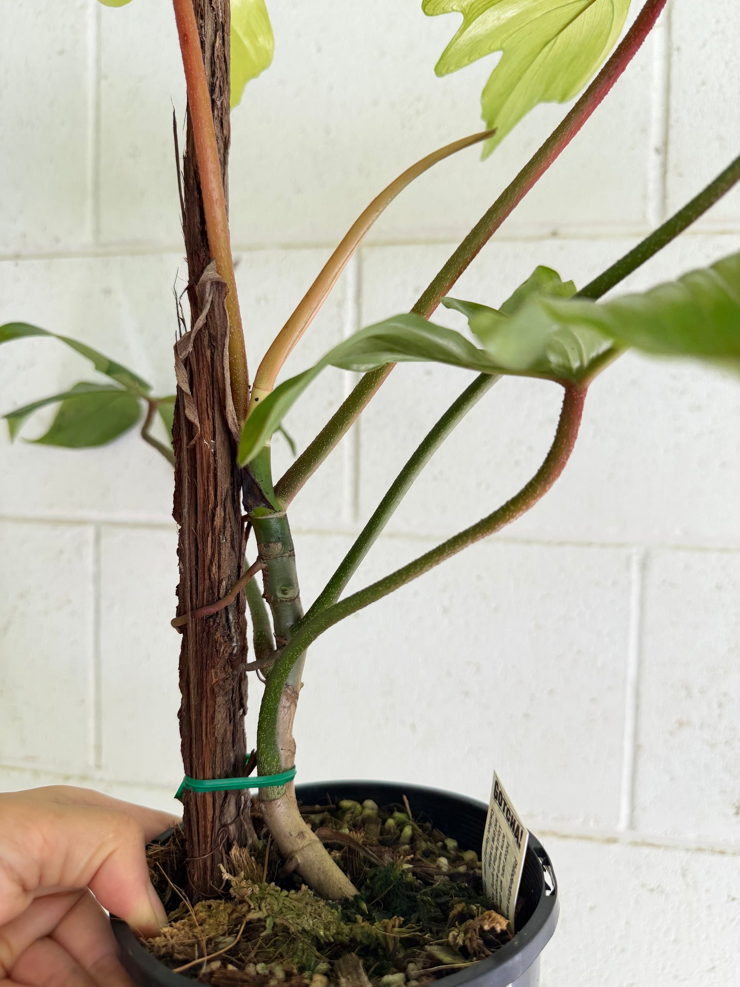 Philodendron Florida Ghost (non tc)