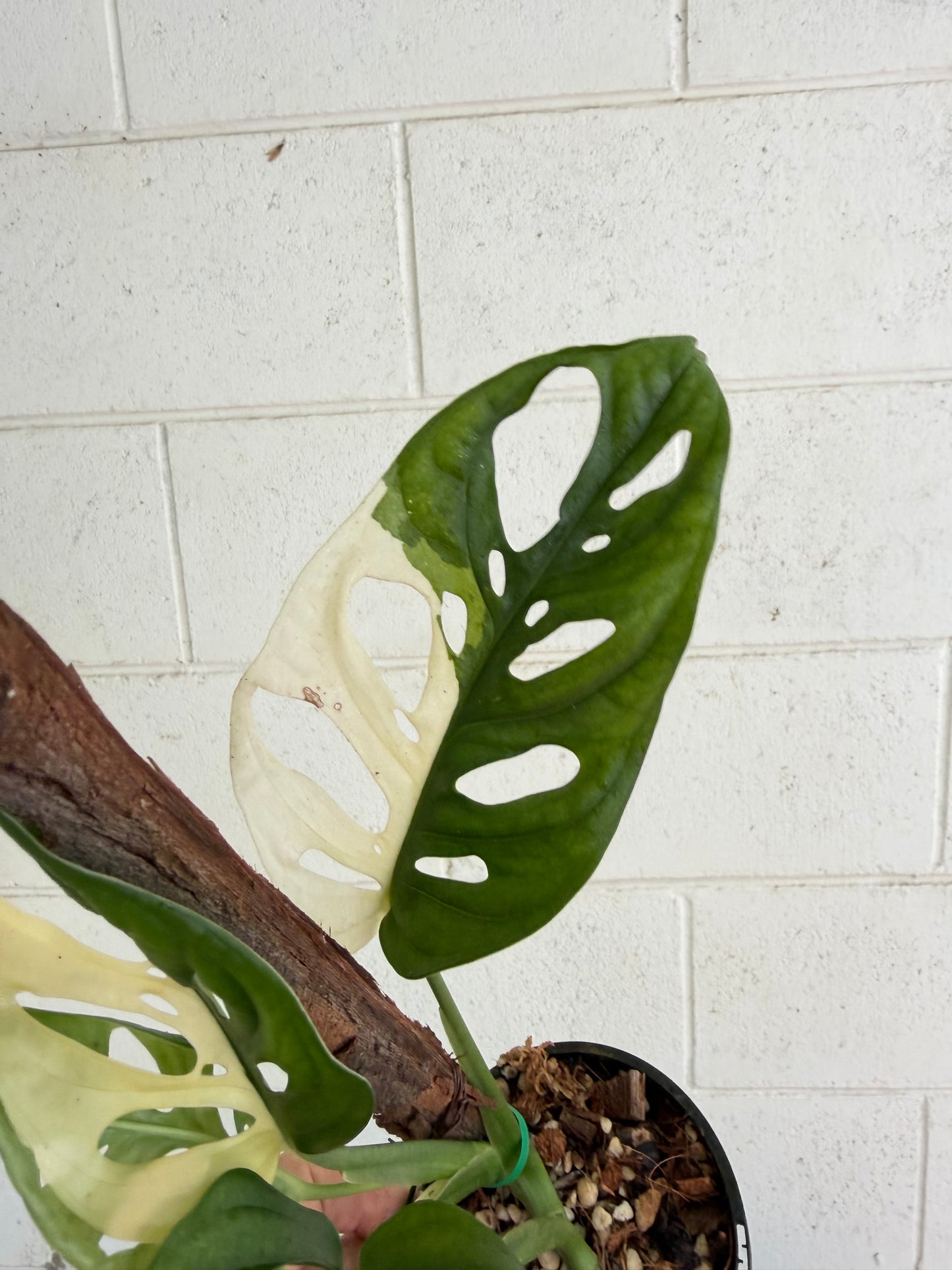 Monstera Adansonii variegated  - Indoor Plants & Rare Houseplant gifts Australia