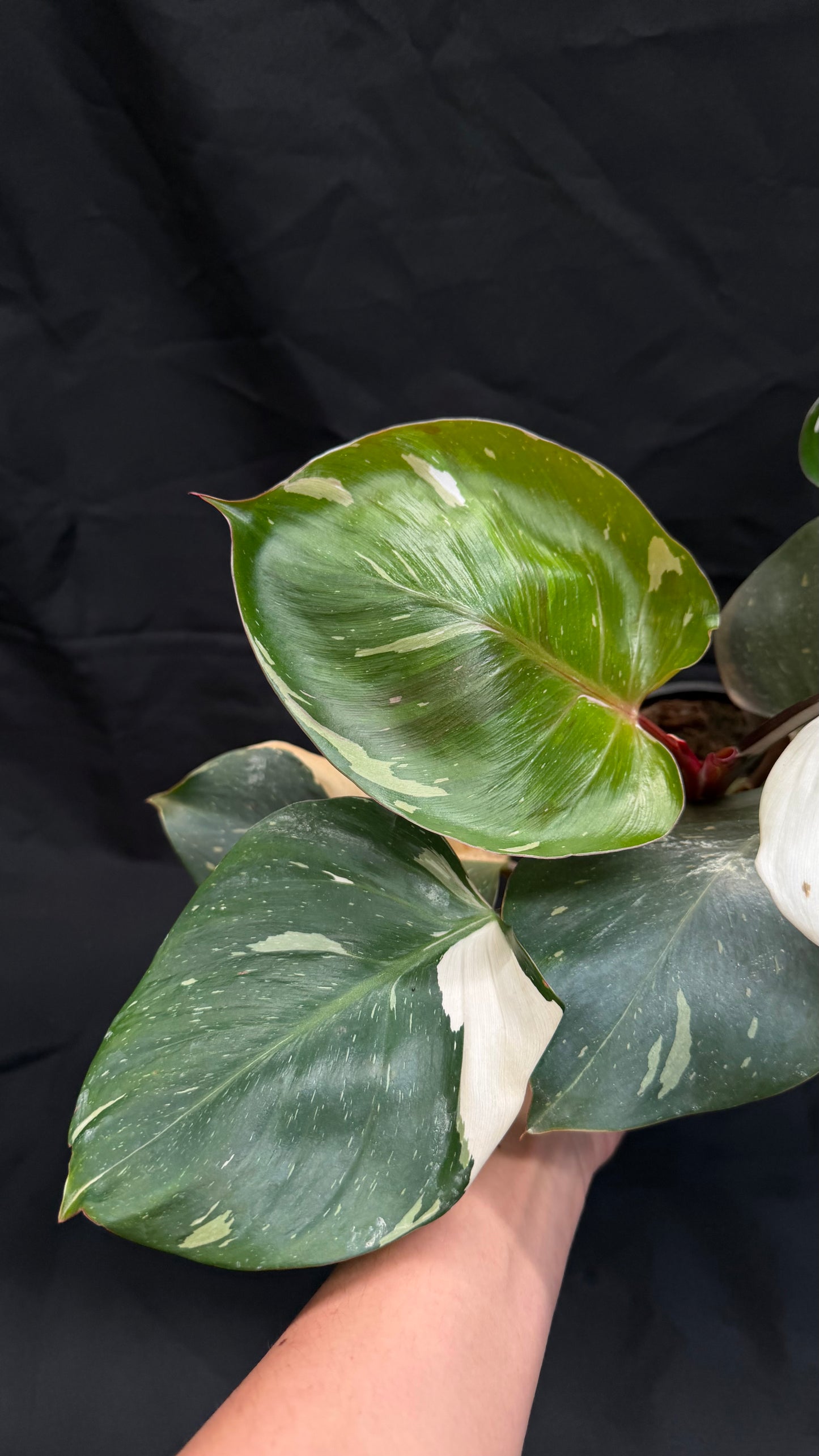 Philodendron Spartacus