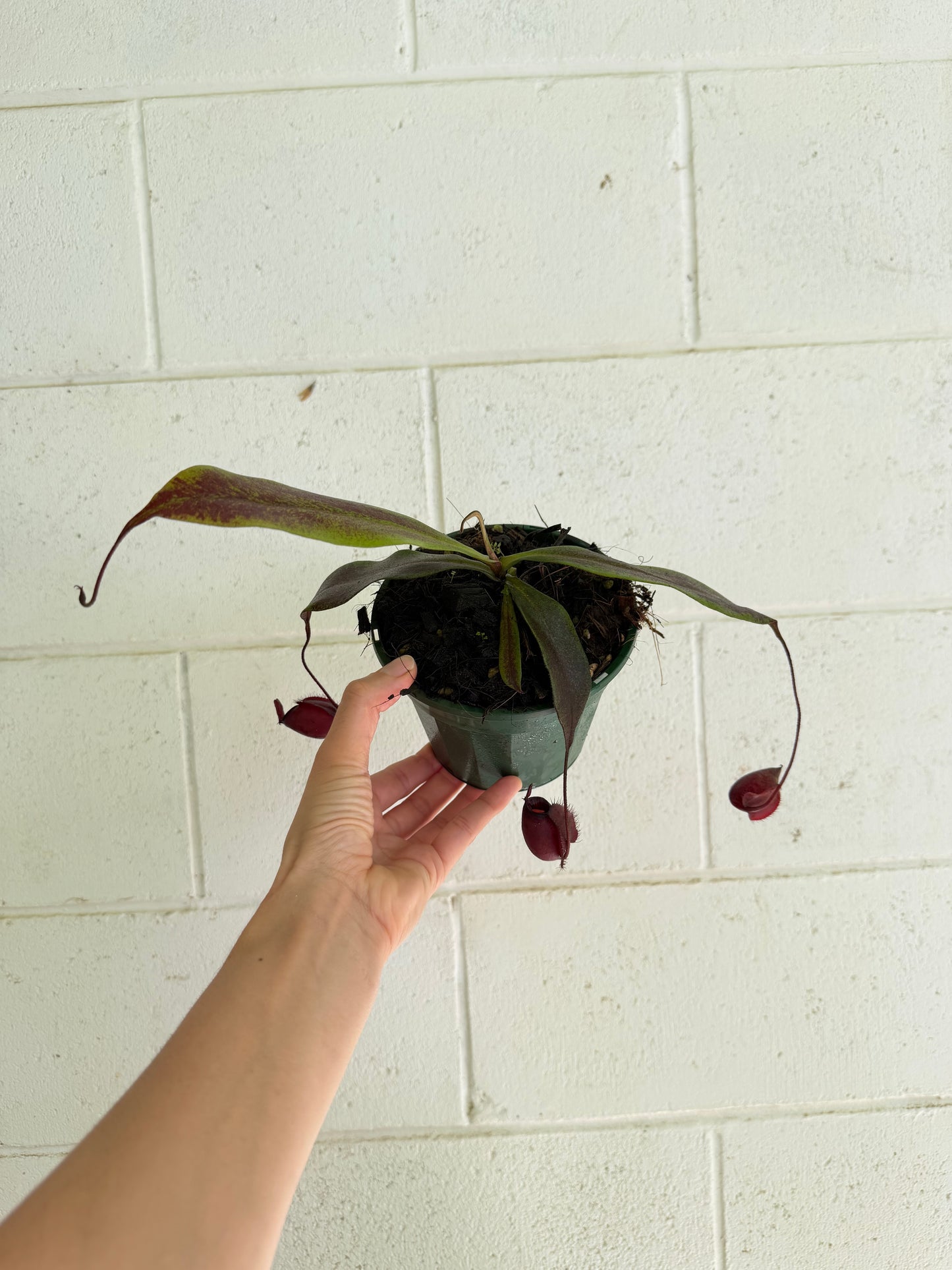 Nepenthes Ampullaria x Viking