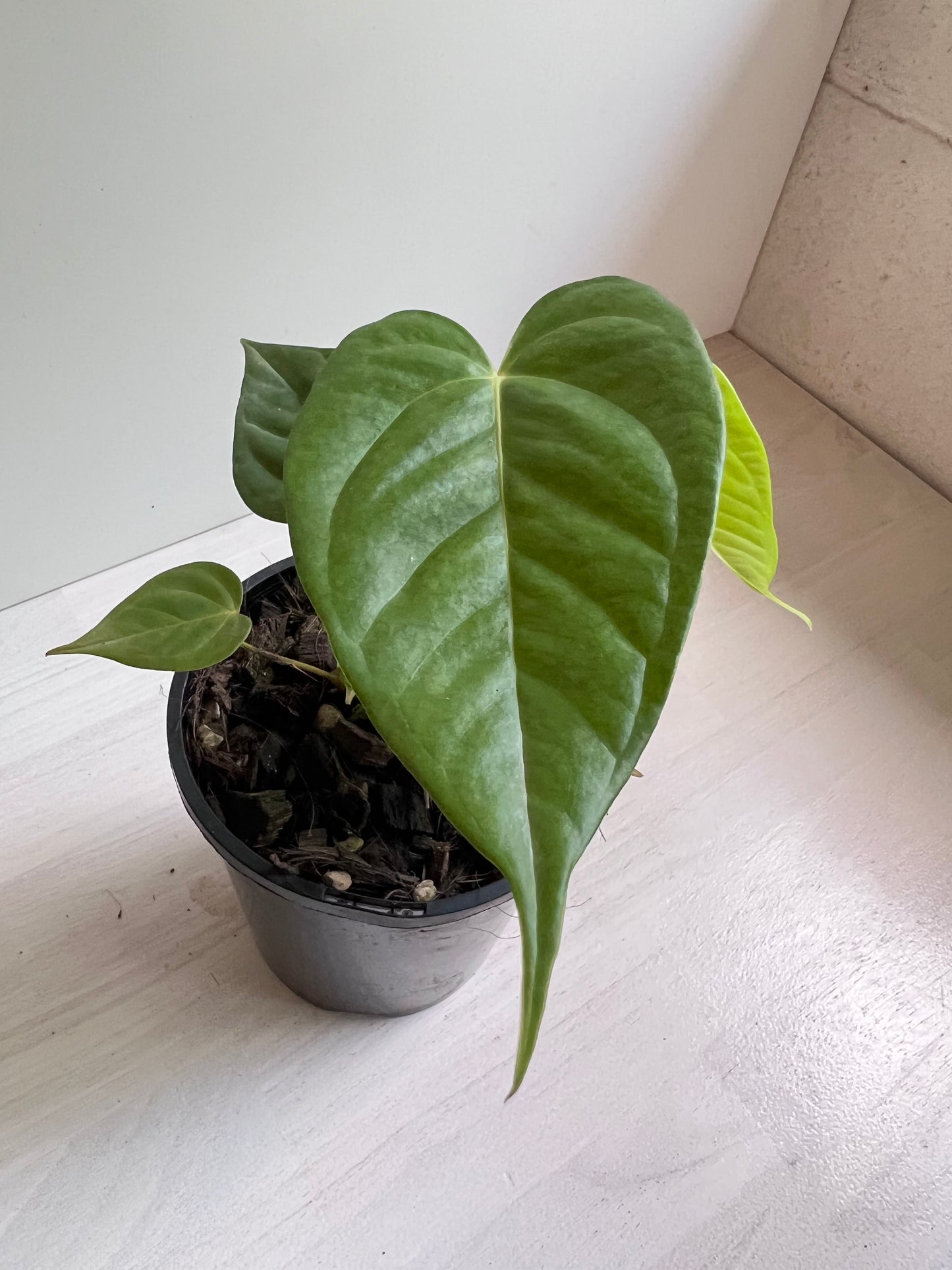 Anthurium Veitchii x Adreanum (white flower)