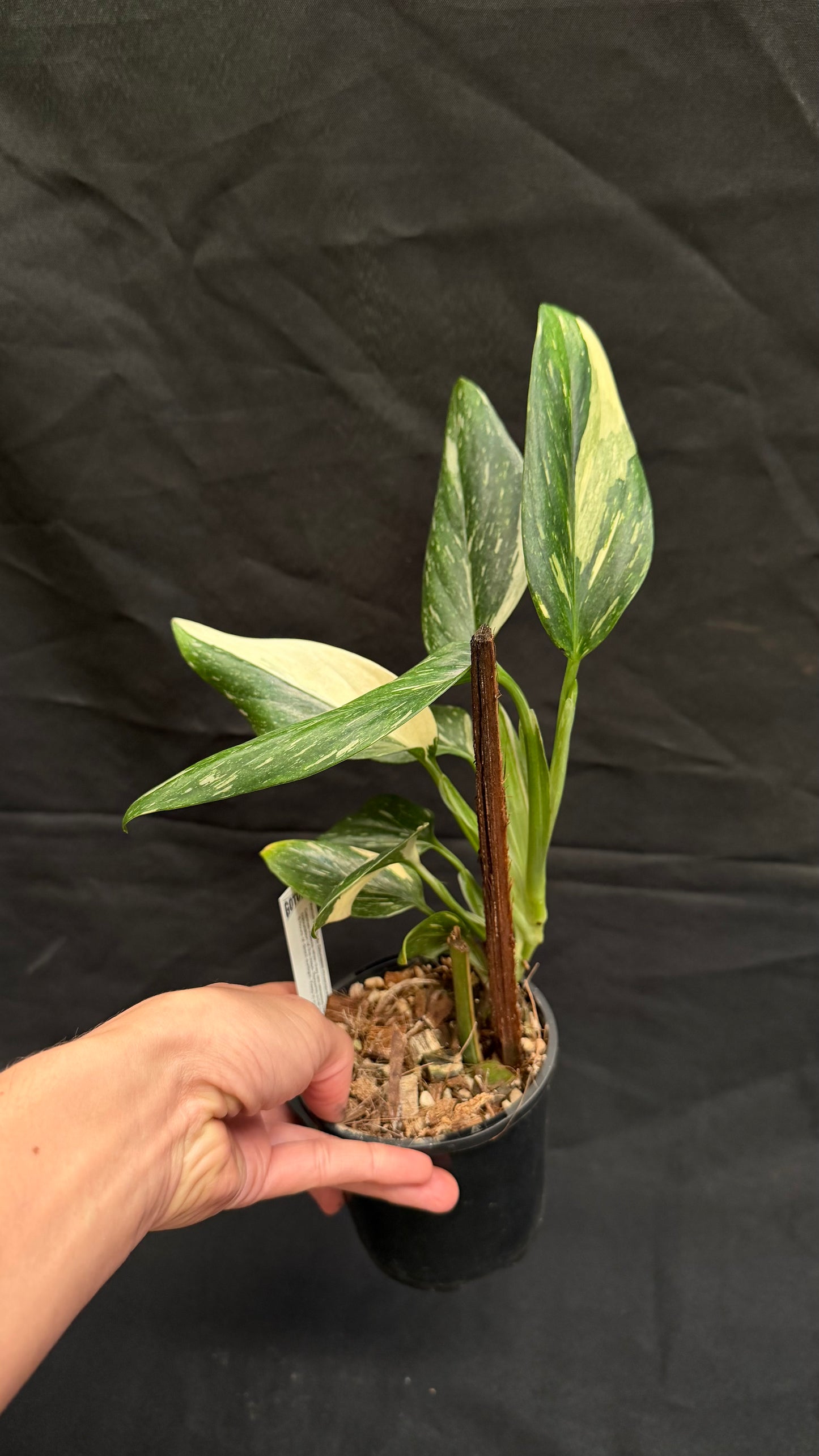 Monstera Standleyana Variegated