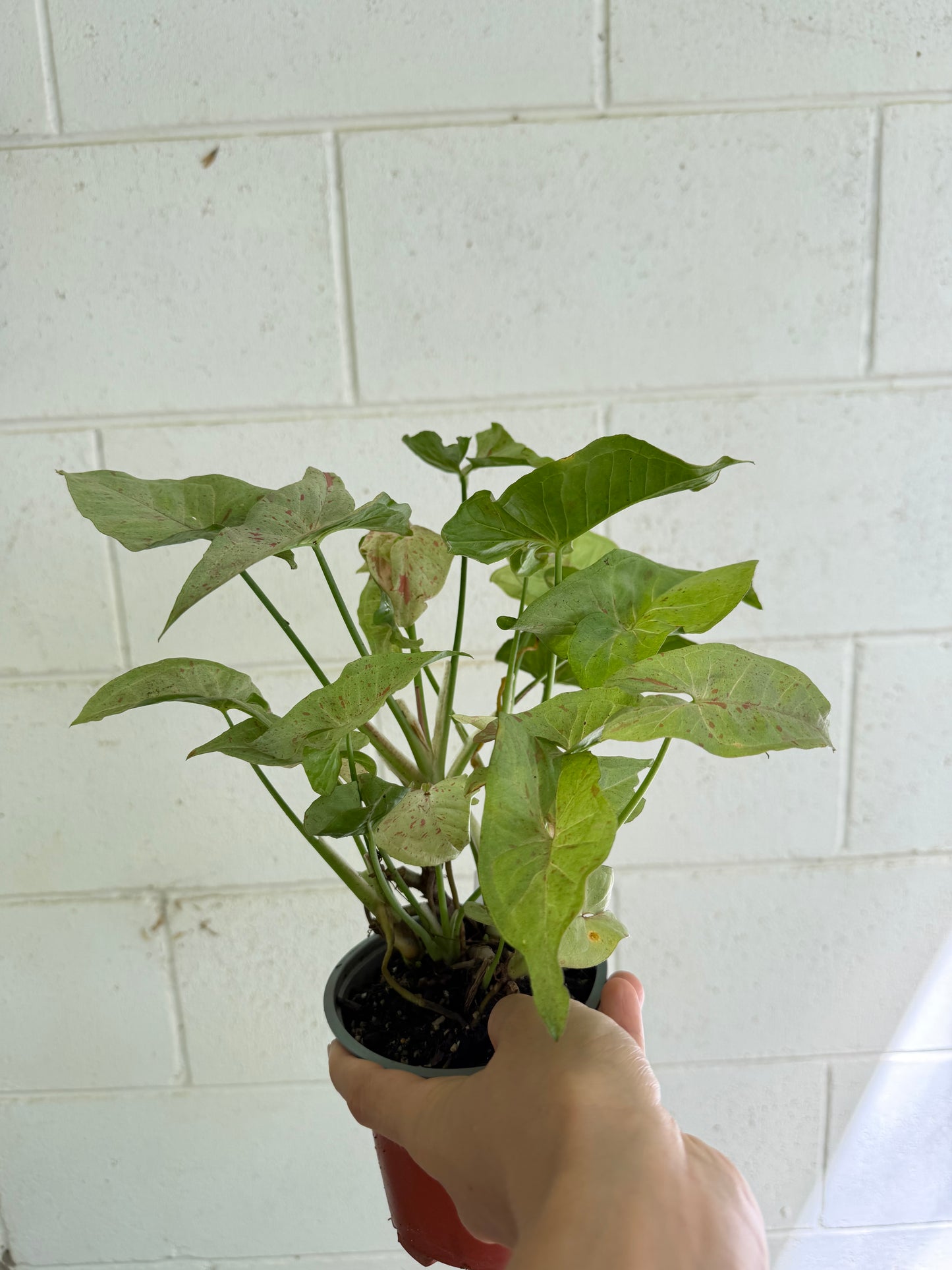 Syngonium Confetti