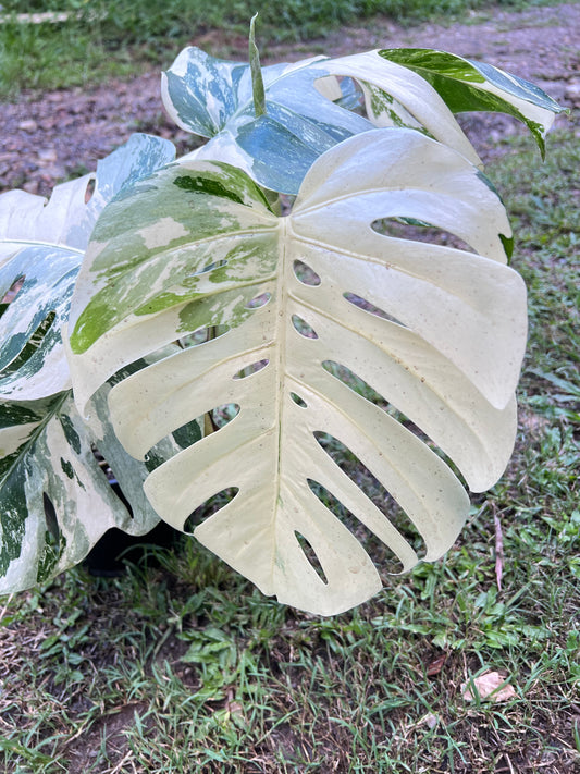 Monstera Borsigiana Albo