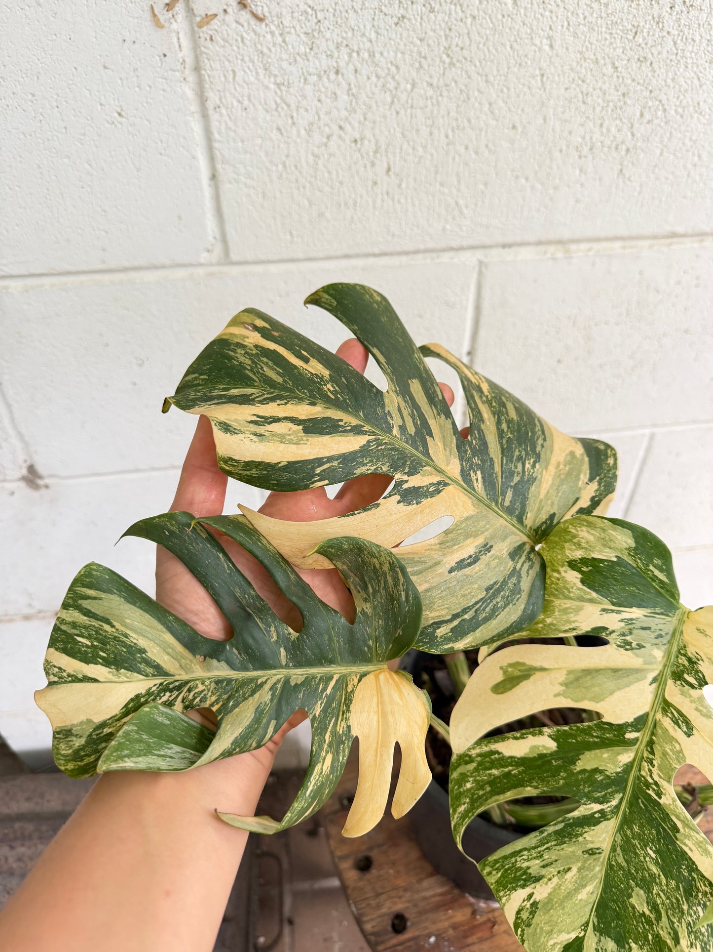 Monstera Borsigiana Variegated - Small-Medium & highly variegated