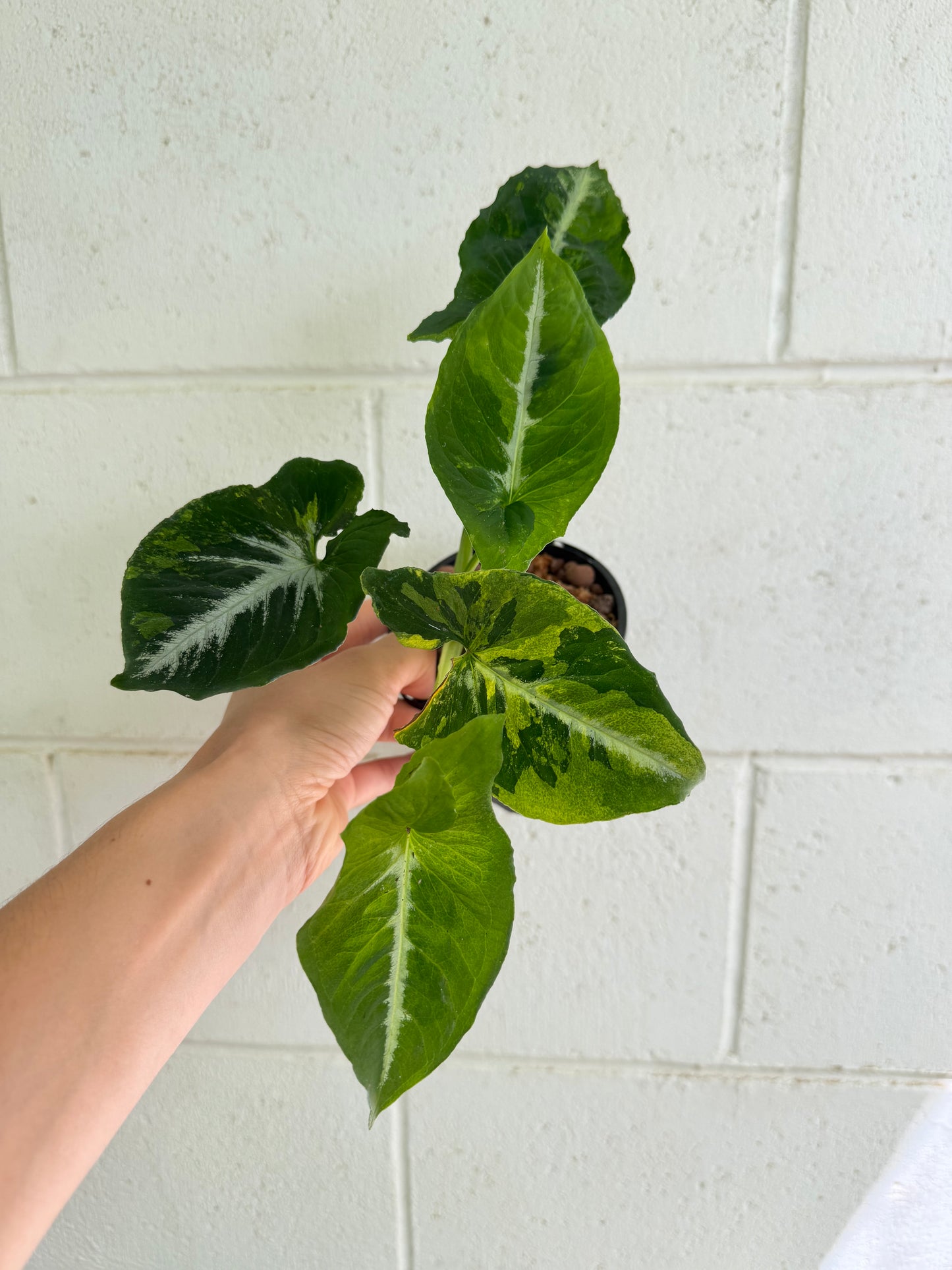 Syngonium Scrambled Eggs