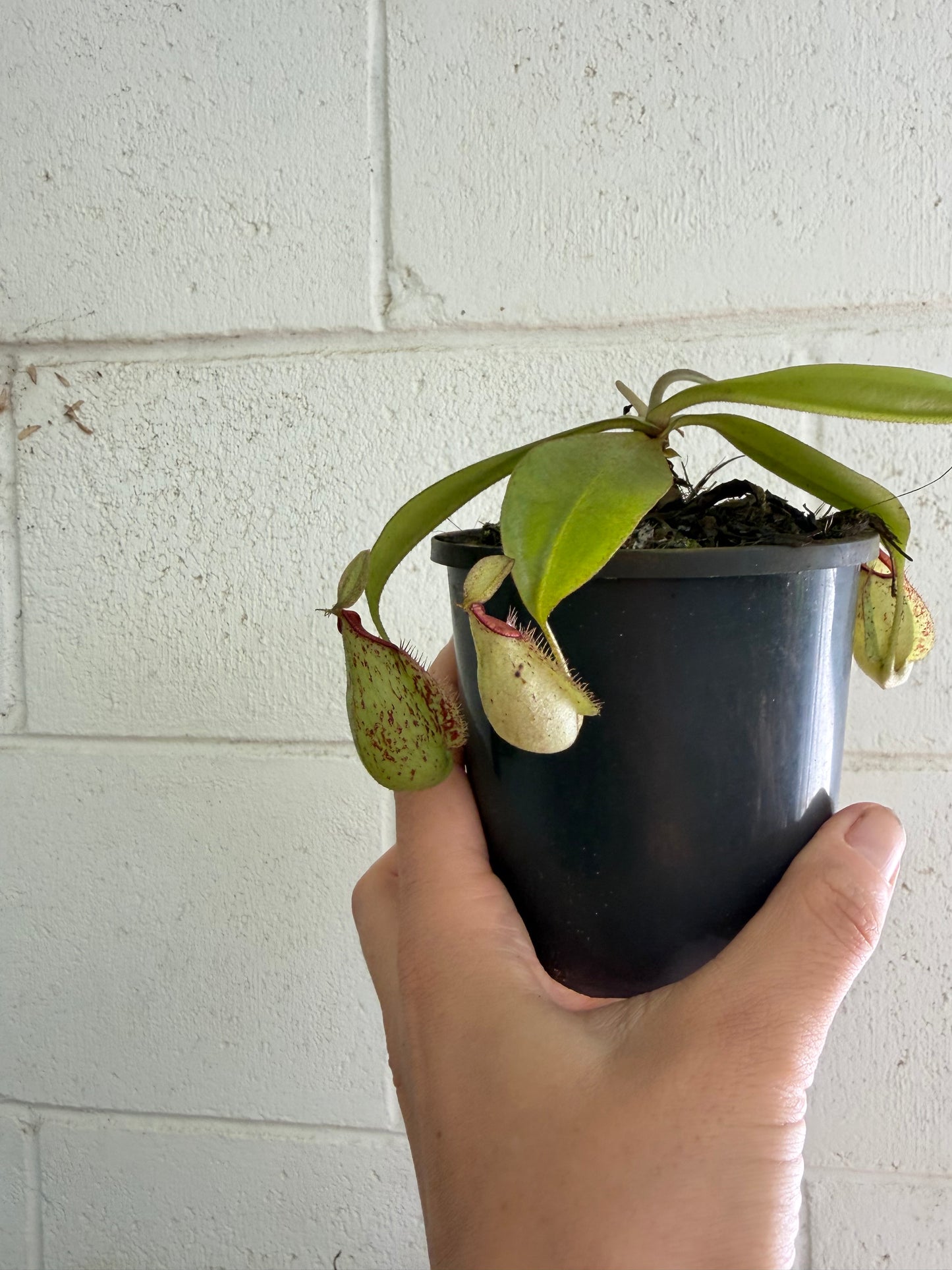 Nepenthes 'hookeriana' (Pitcher Plant 'hookeriana'), 100mm