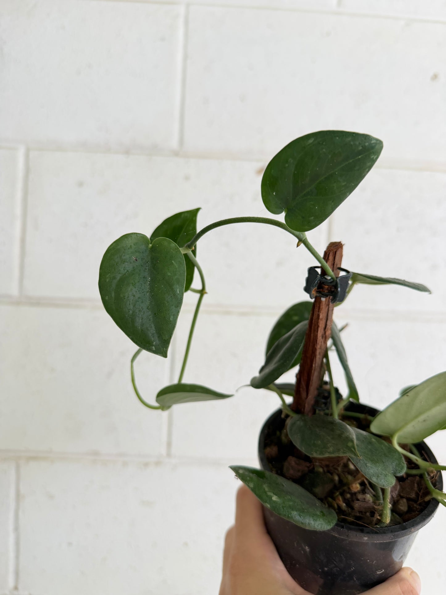 Scindapsus Black Mamba