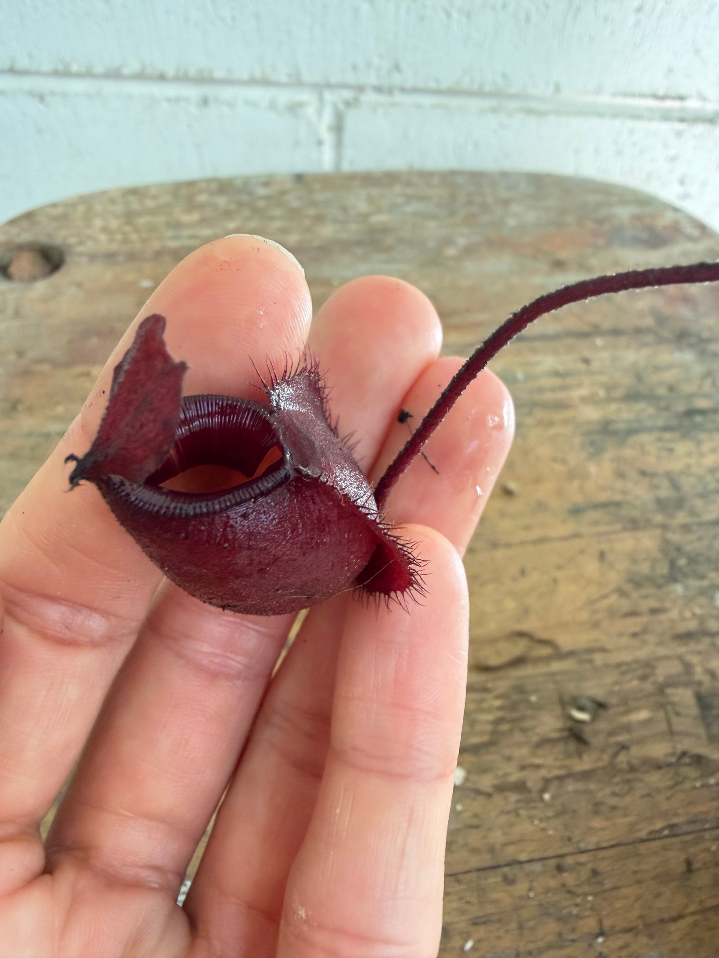 Nepenthes Ampullaria x Viking