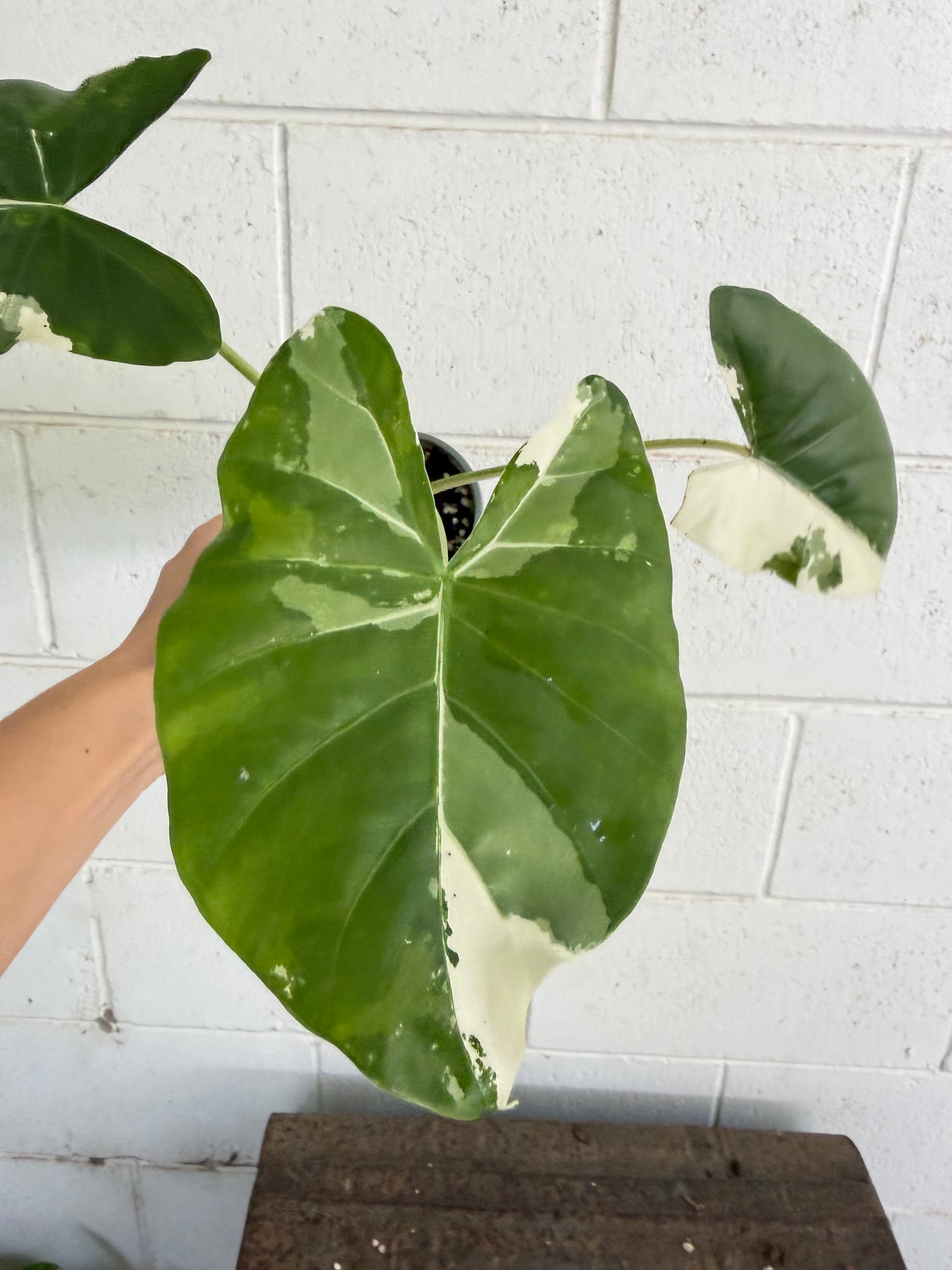 Alocasia macrorrhizos 'Variegata' Giant Elephant Ear