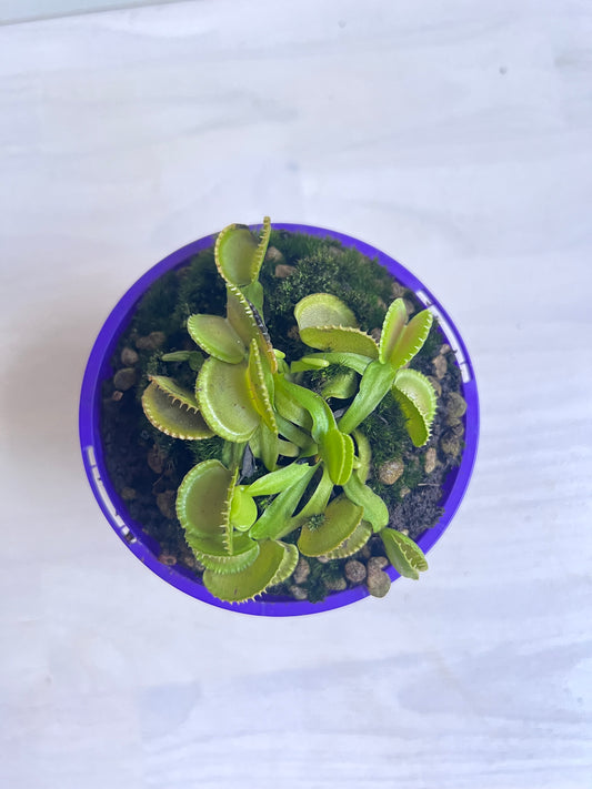 Venus Flytrap Coquillage